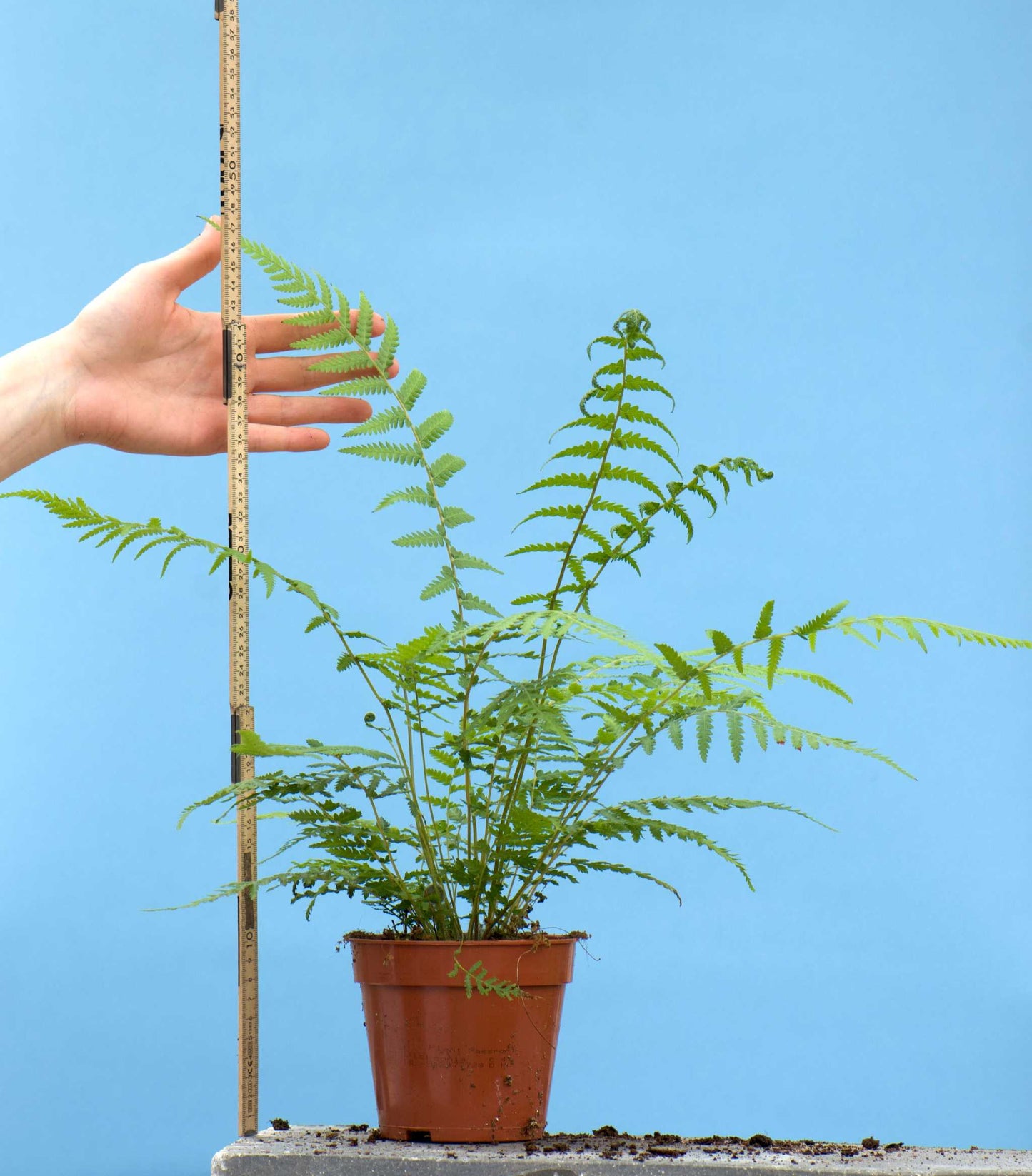 Dicksonia antarctica trädormbunke storlek