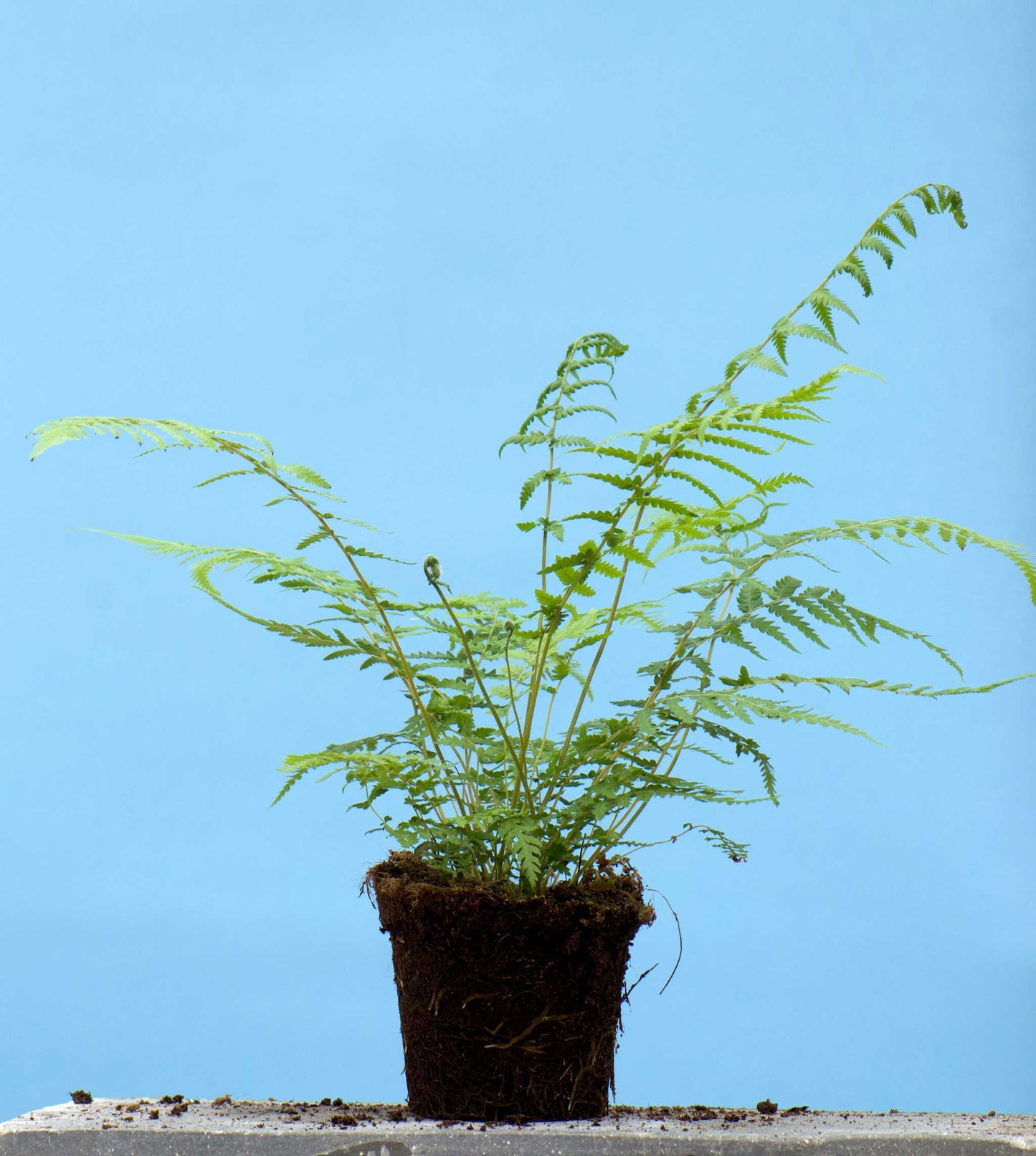 Dicksonia antarctica trädormbunke utan kruka