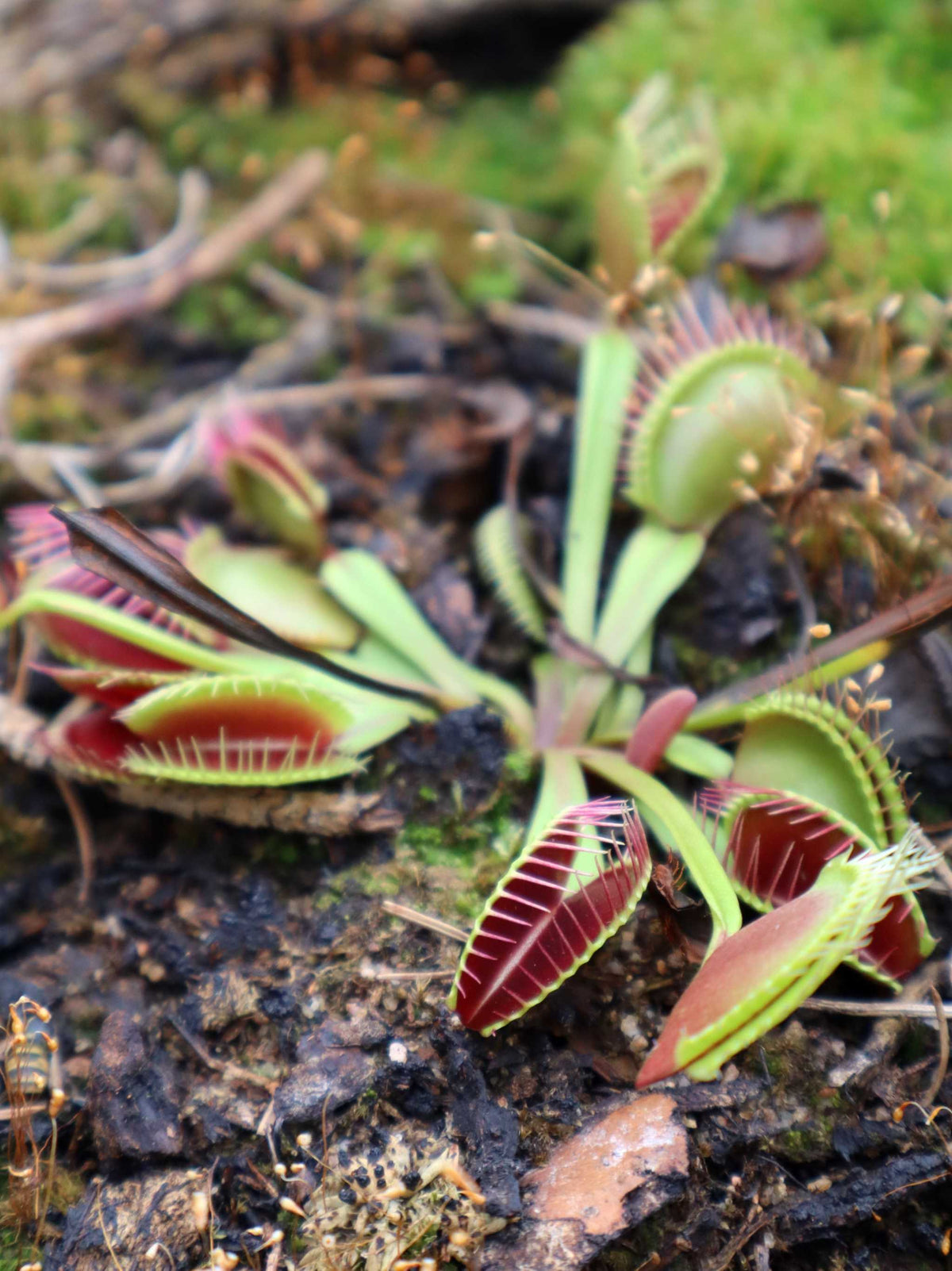 Dionaea muscipula 'Venus flugfälla'