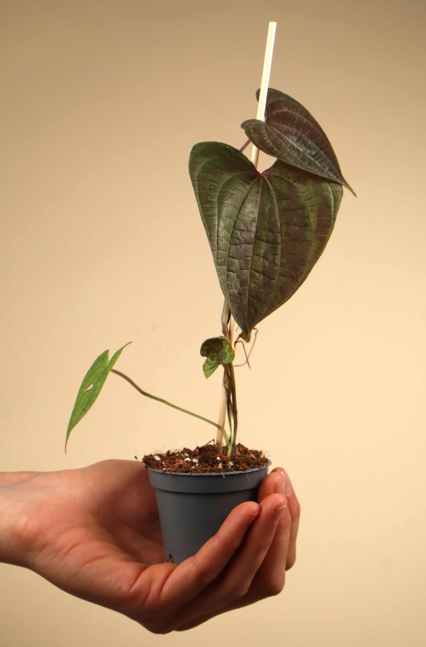 Dioscorea discolor