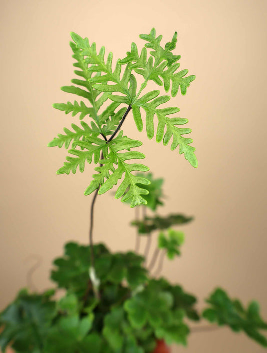 Doryopteris cordifolia 'antenna fern'