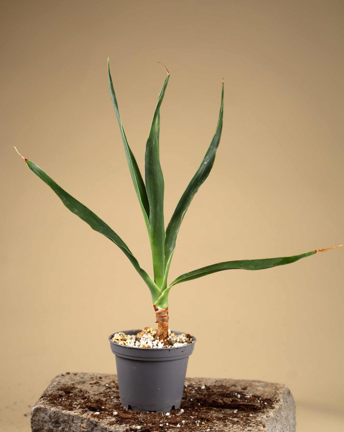 Drachenblutbaum | Dracena draco ssp. draco