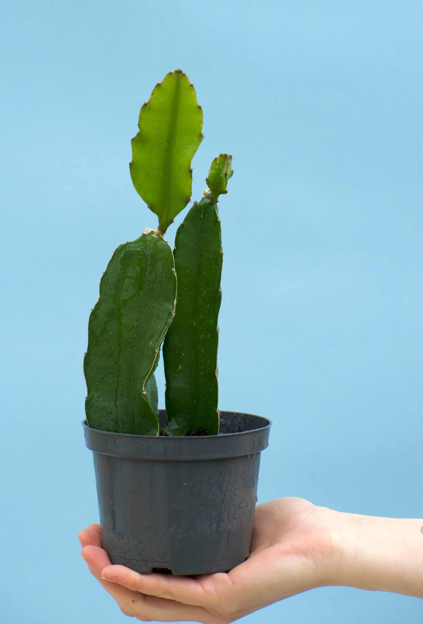 Drakfrukt (Pitahaya) Selenicereus undatus