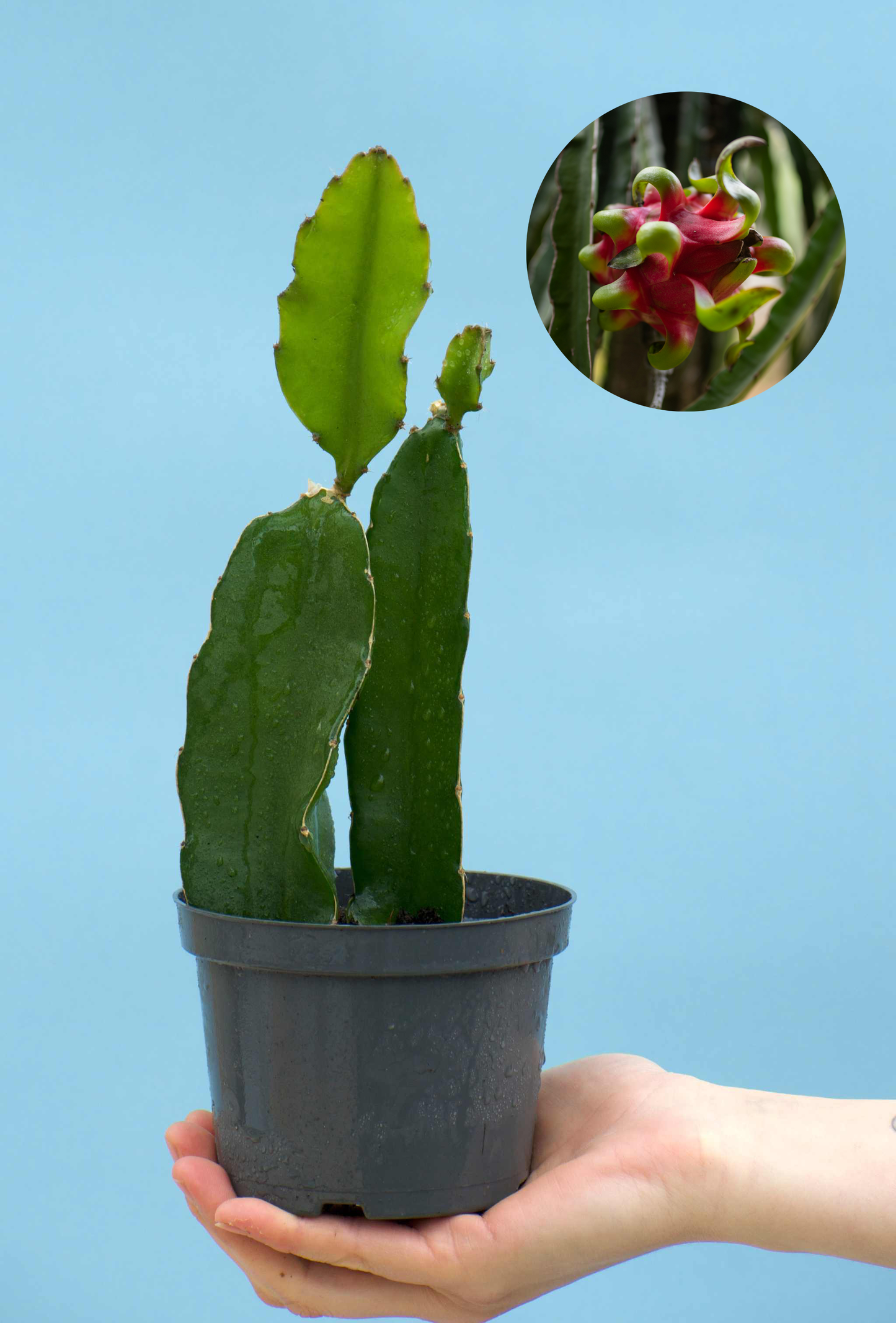 Drakfrukt (Pitahaya) Selenicereus undatus