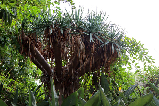 Drakblodsträd | Dracena draco ssp. draco