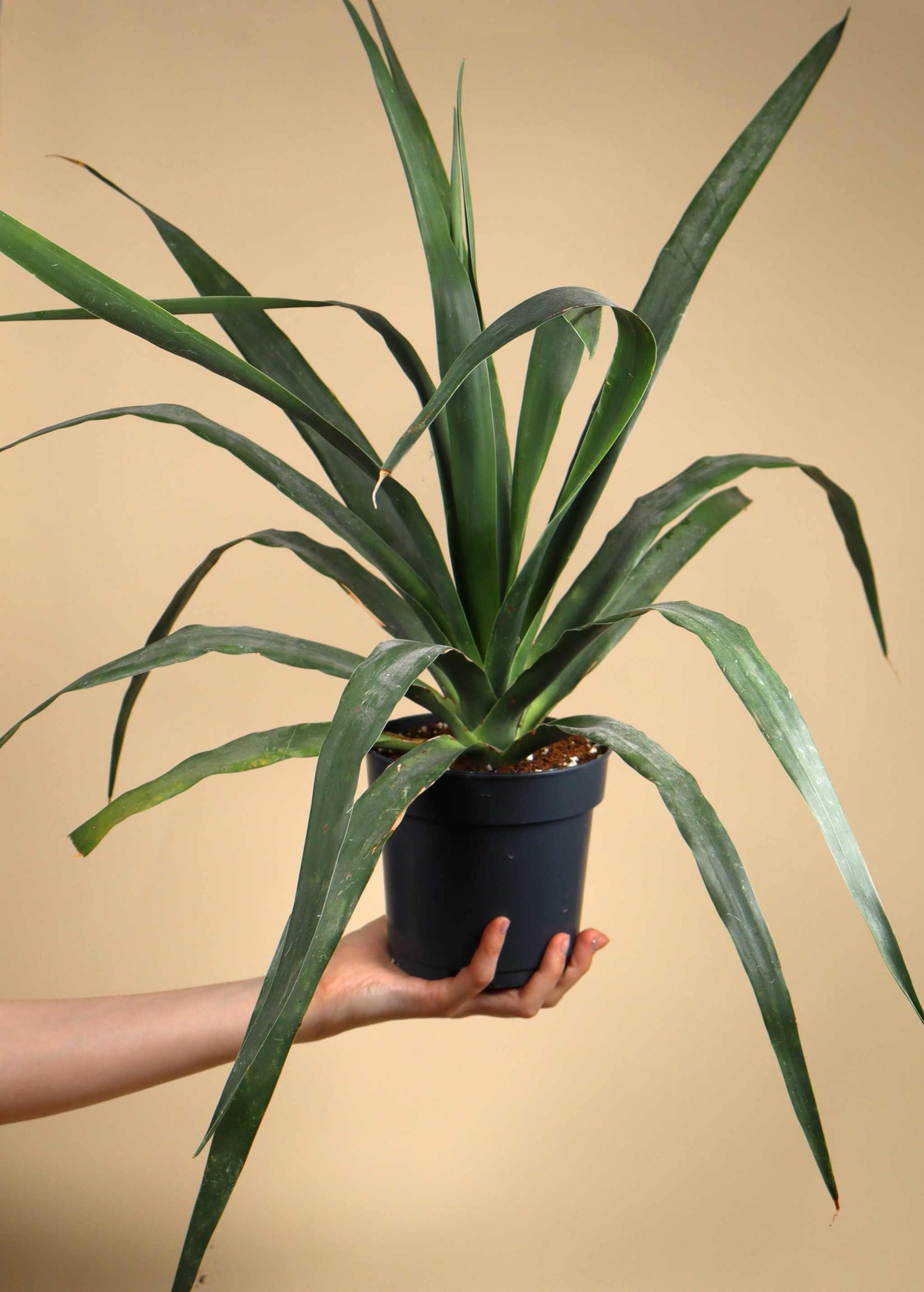 Drakblodsträd | Dracena draco ssp. draco