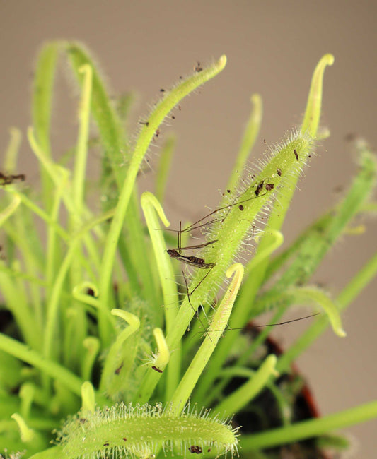 Drosera capensis 'Alba'