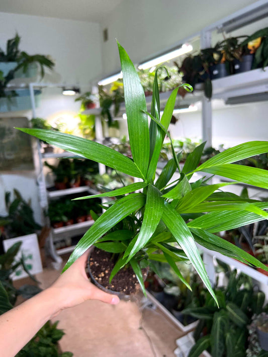 Dypsis lutescens 'Goldpalme'