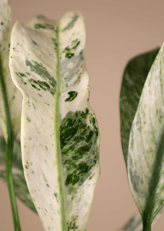 Epipremnum giganteum 'Marble Variegata' - Pre-order