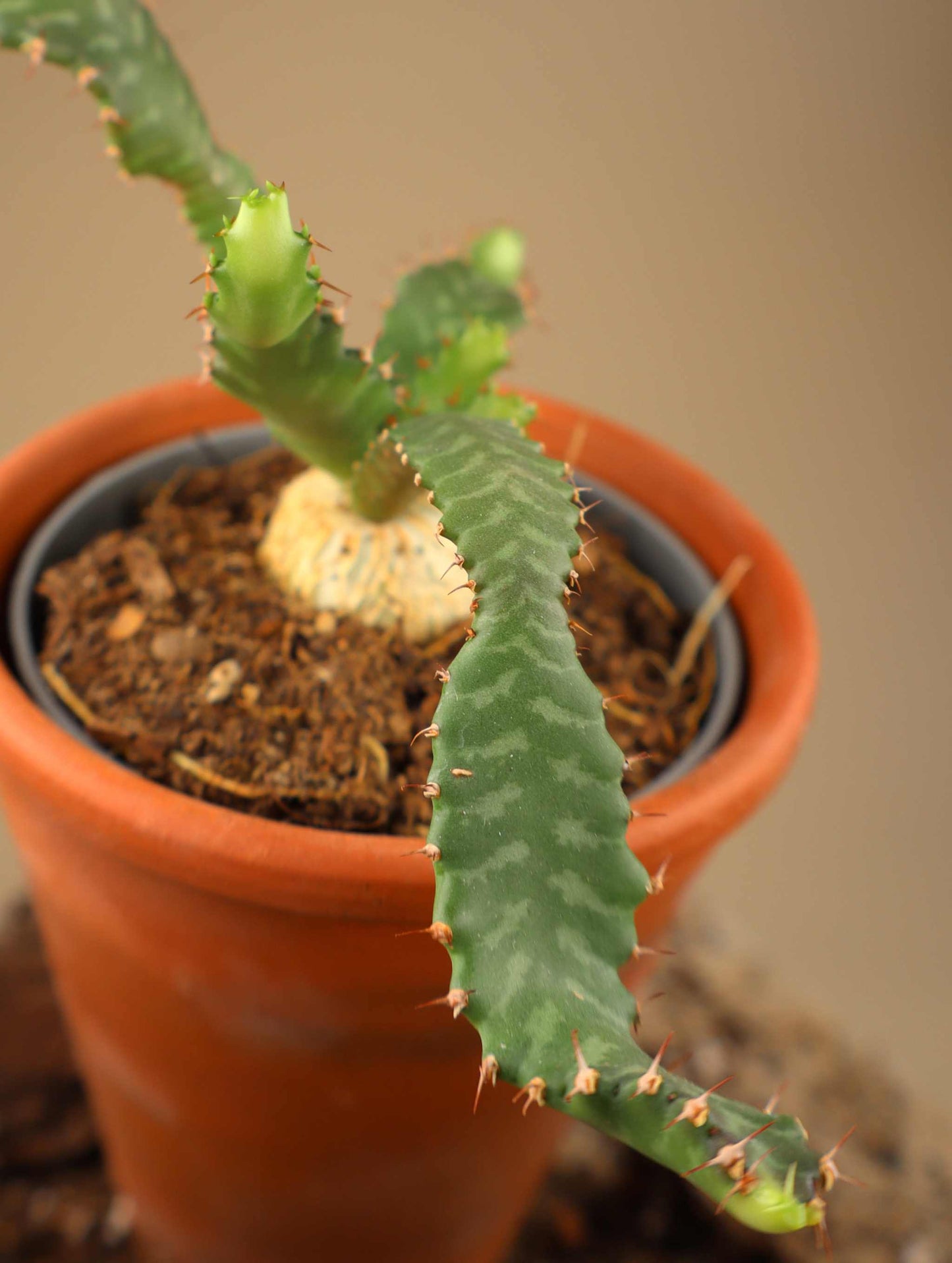 Euphorbia stellata