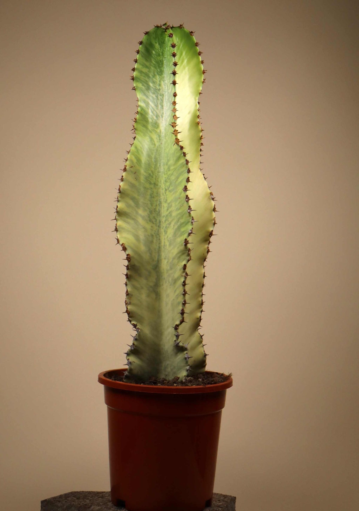 Euphorbia ingens 'Variegata' (Kaktuseuphorbia)