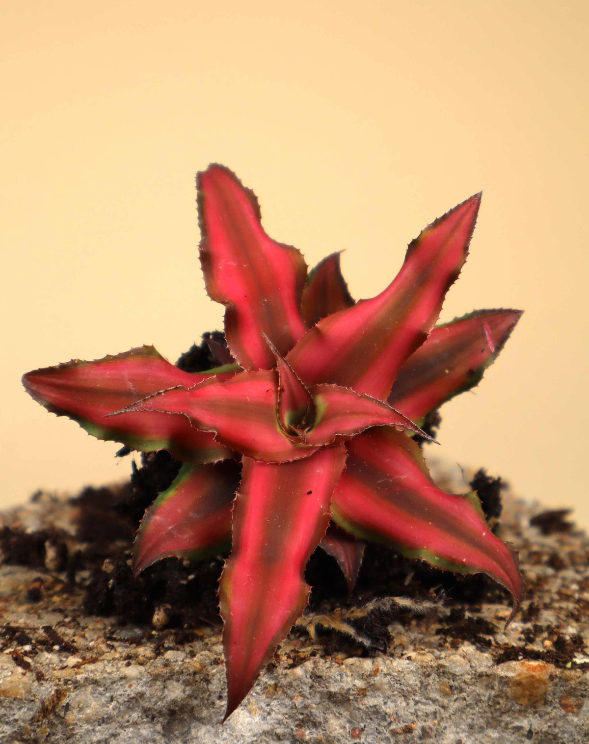 Cryptanthus bivittatus 'Red Star'