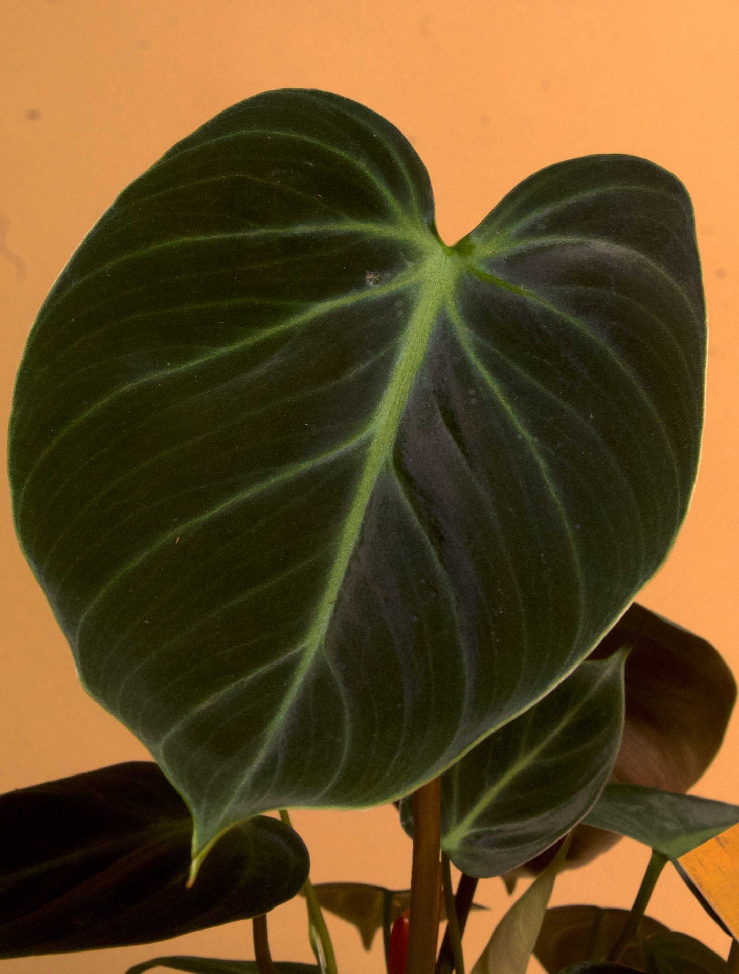Philodendron rubrijuvenile 'El Choco Red'