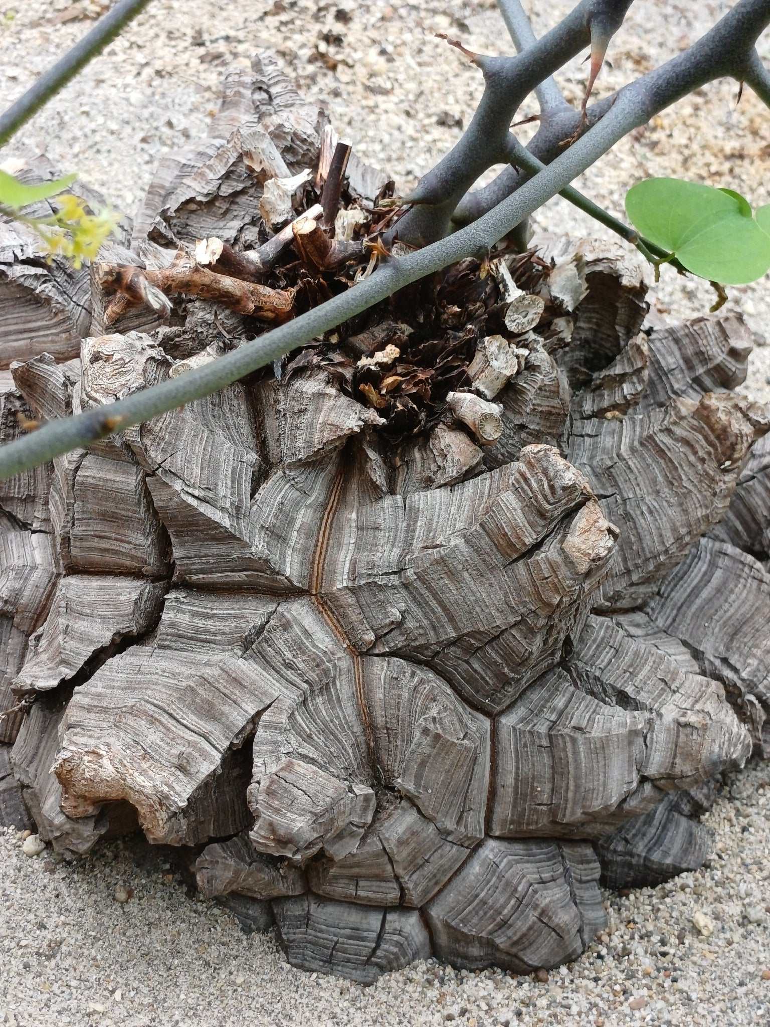 r*n様 大株★Dioscorea elephantipes 11cm アフリカ Dioscorea elephantipes | Buy Rare Houseplants Online | Care Guide