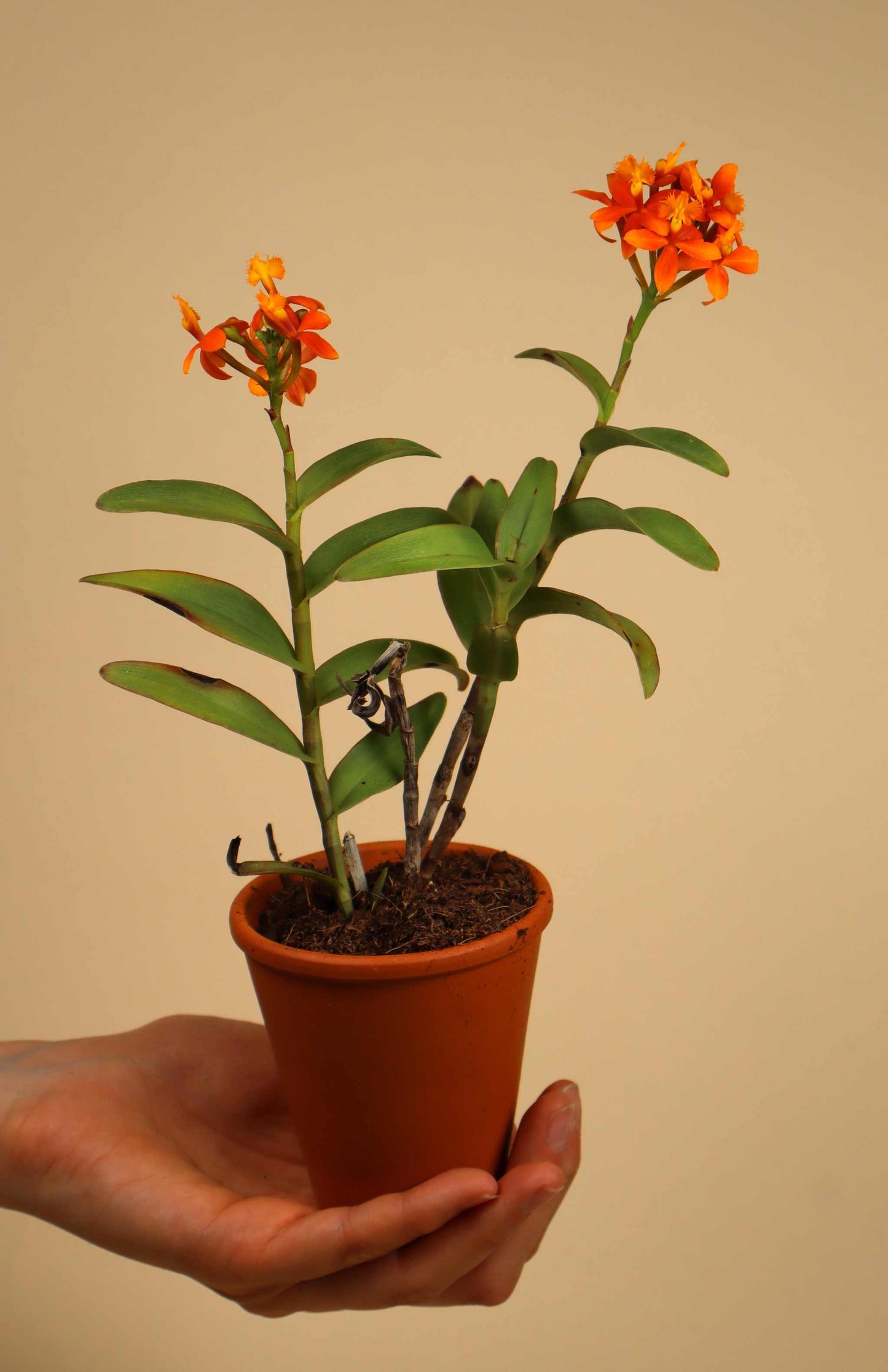 Epidendrum 'Ballerina'