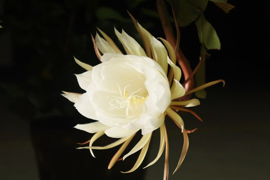 Epiphyllum anguliger | Flikig bladkaktus