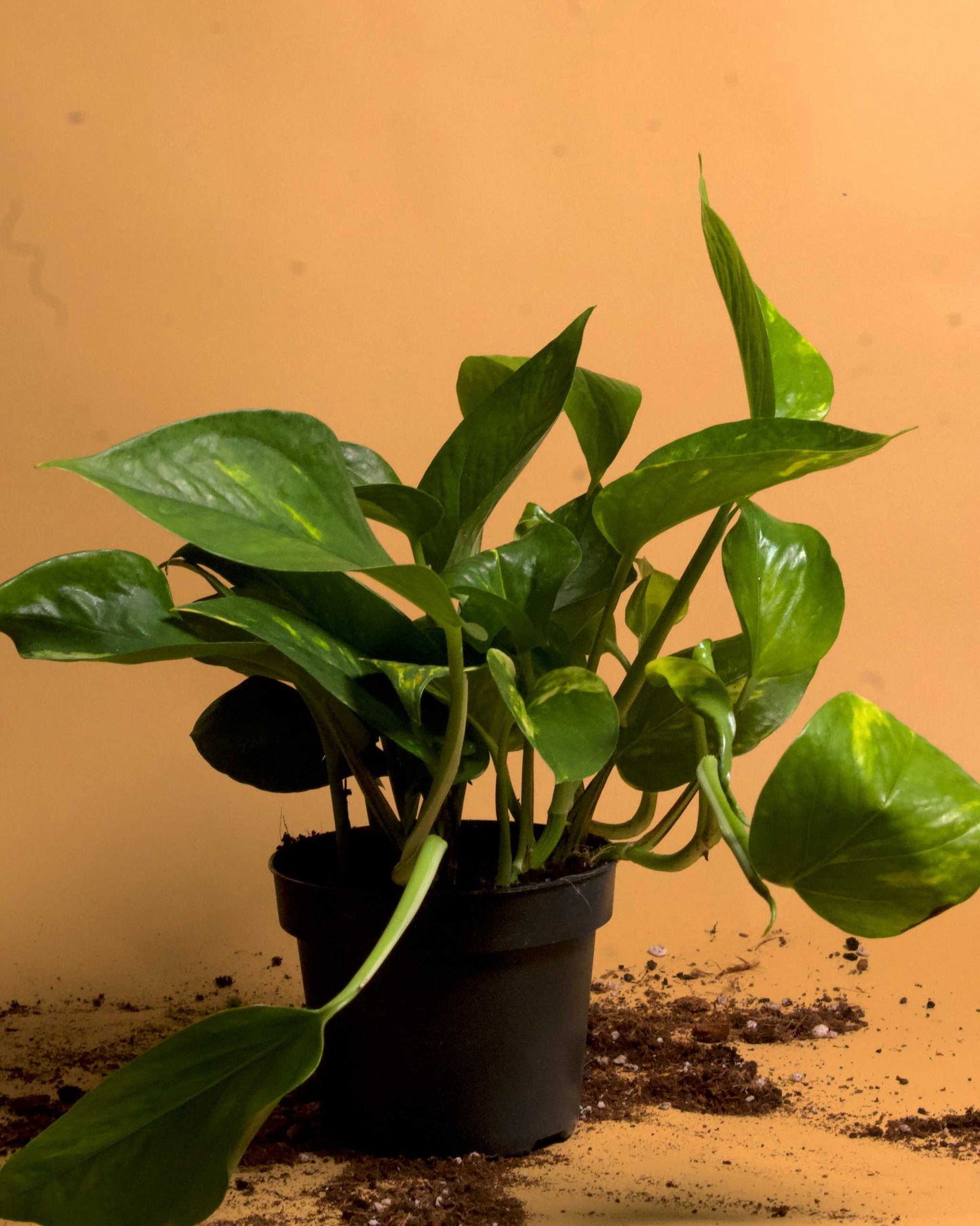 Gullranka 'Epipremnum aureum'