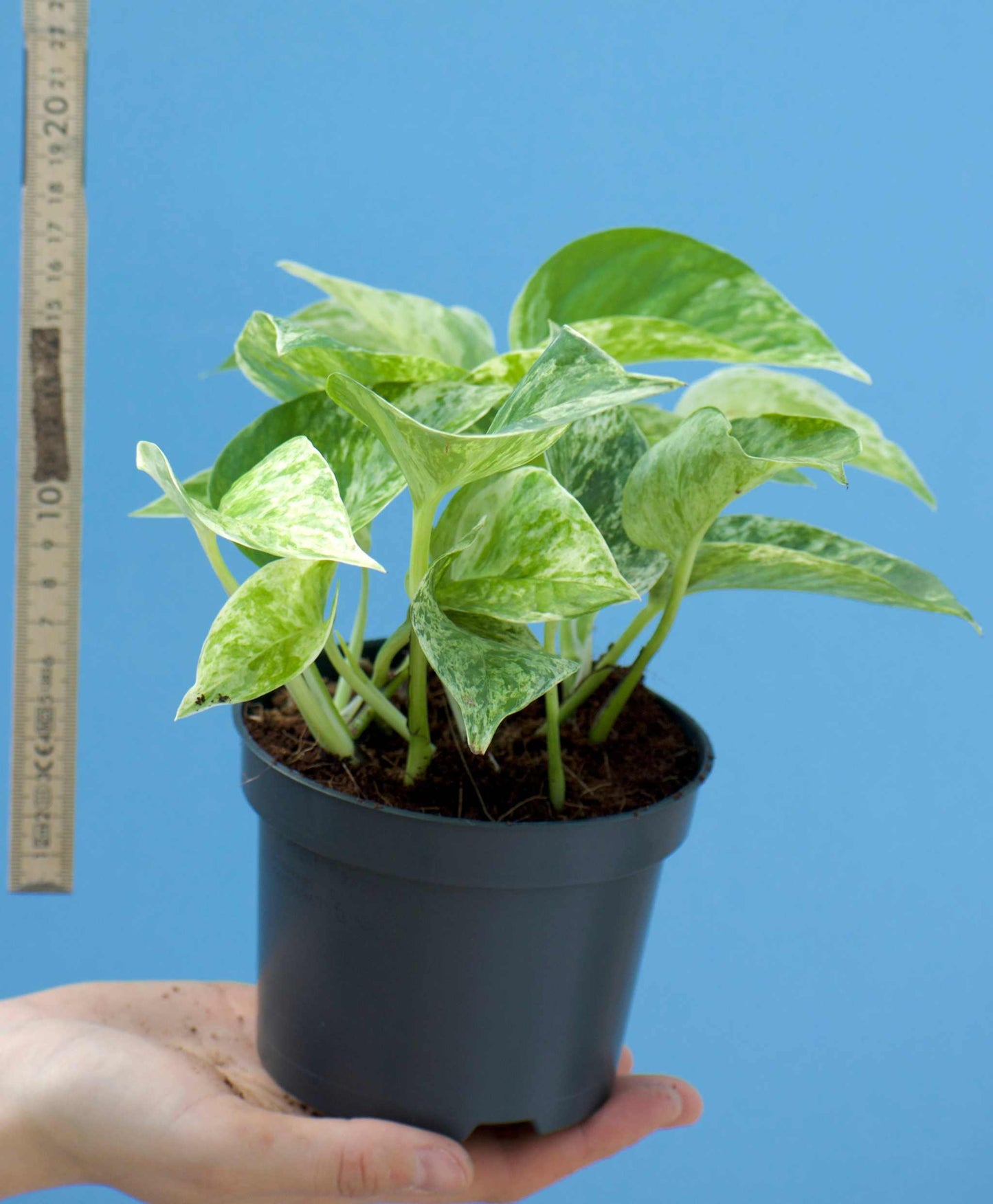 Epipremnum pinnatum 'Marble Queen' storlek