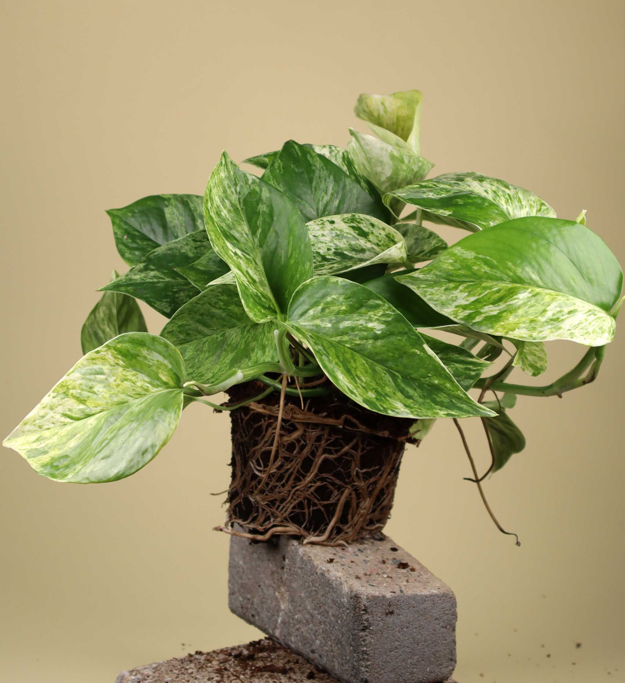 Planta De Interior Epipremnum Pinnatum 'Marble Queen' | Purificadora De Aire | Hojas Variegadas En Blanco