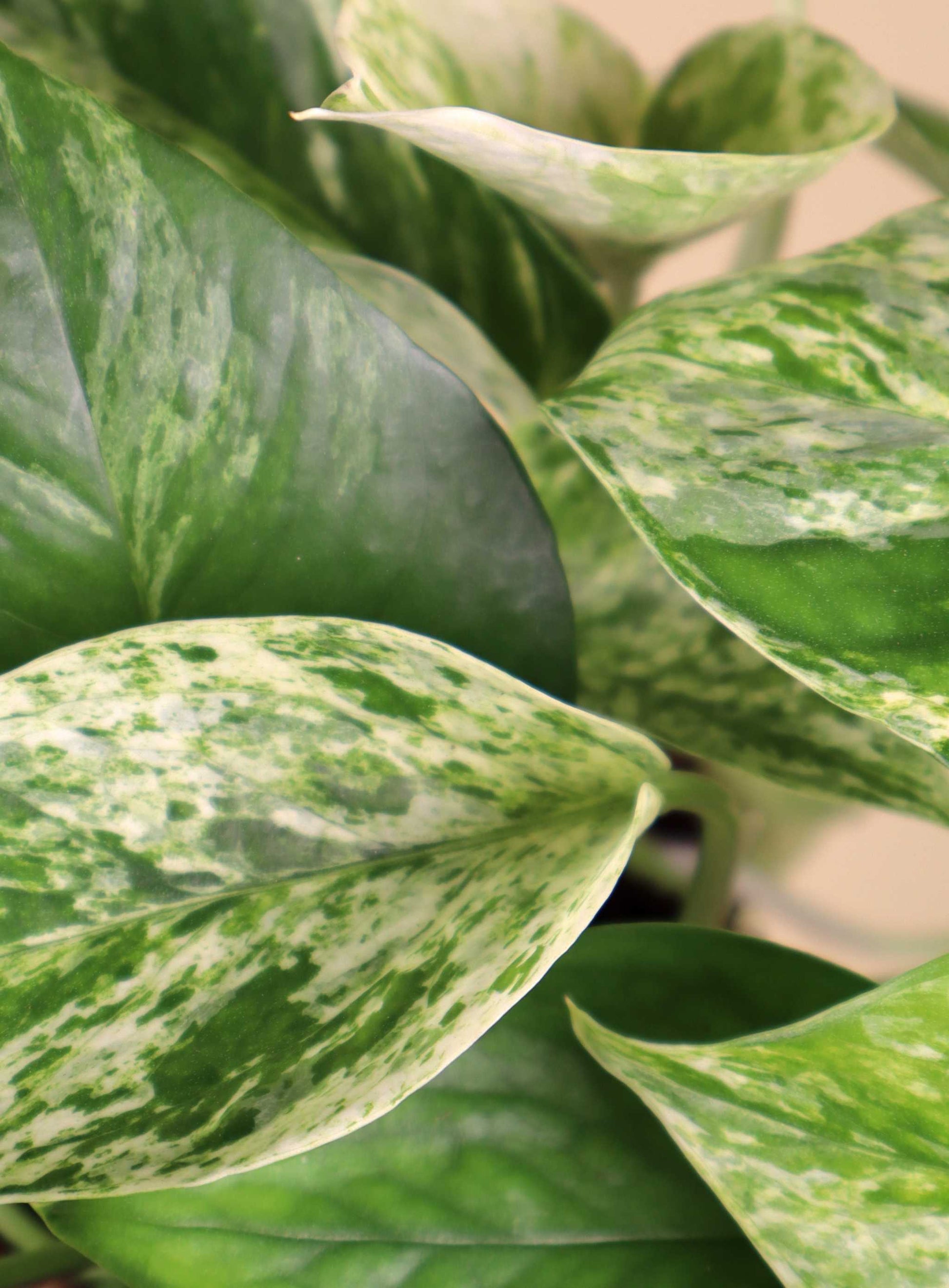 Epipremnum aureum 'Marble Queen'