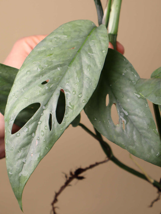 Epipremnum pinnatum 'cebu blue'