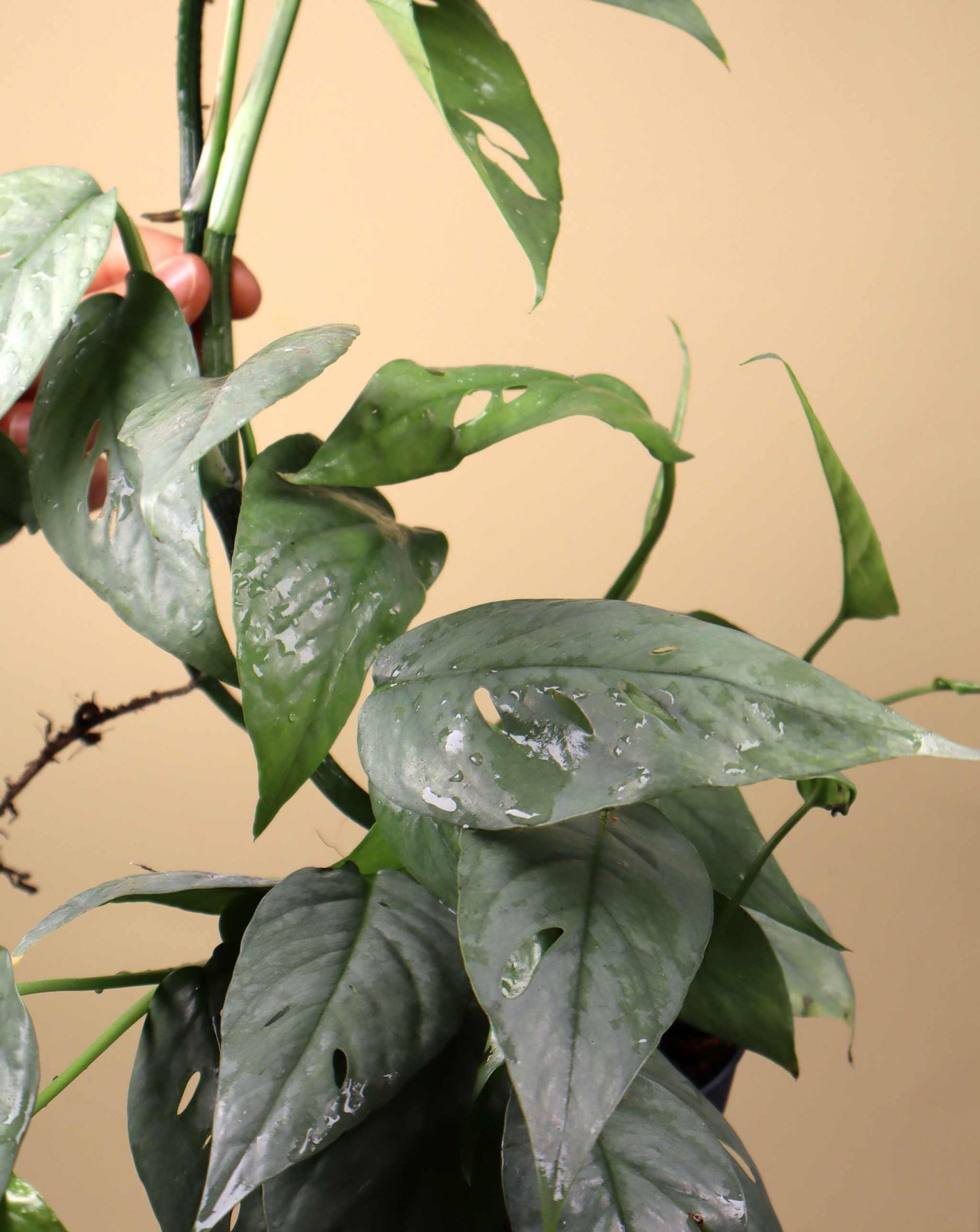 Epipremnum pinnatum 'cebu blue'