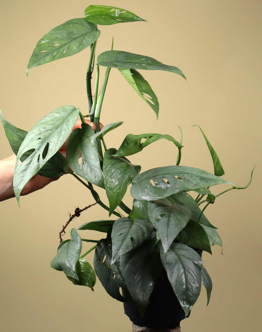 Epipremnum pinnatum 'cebu blue'