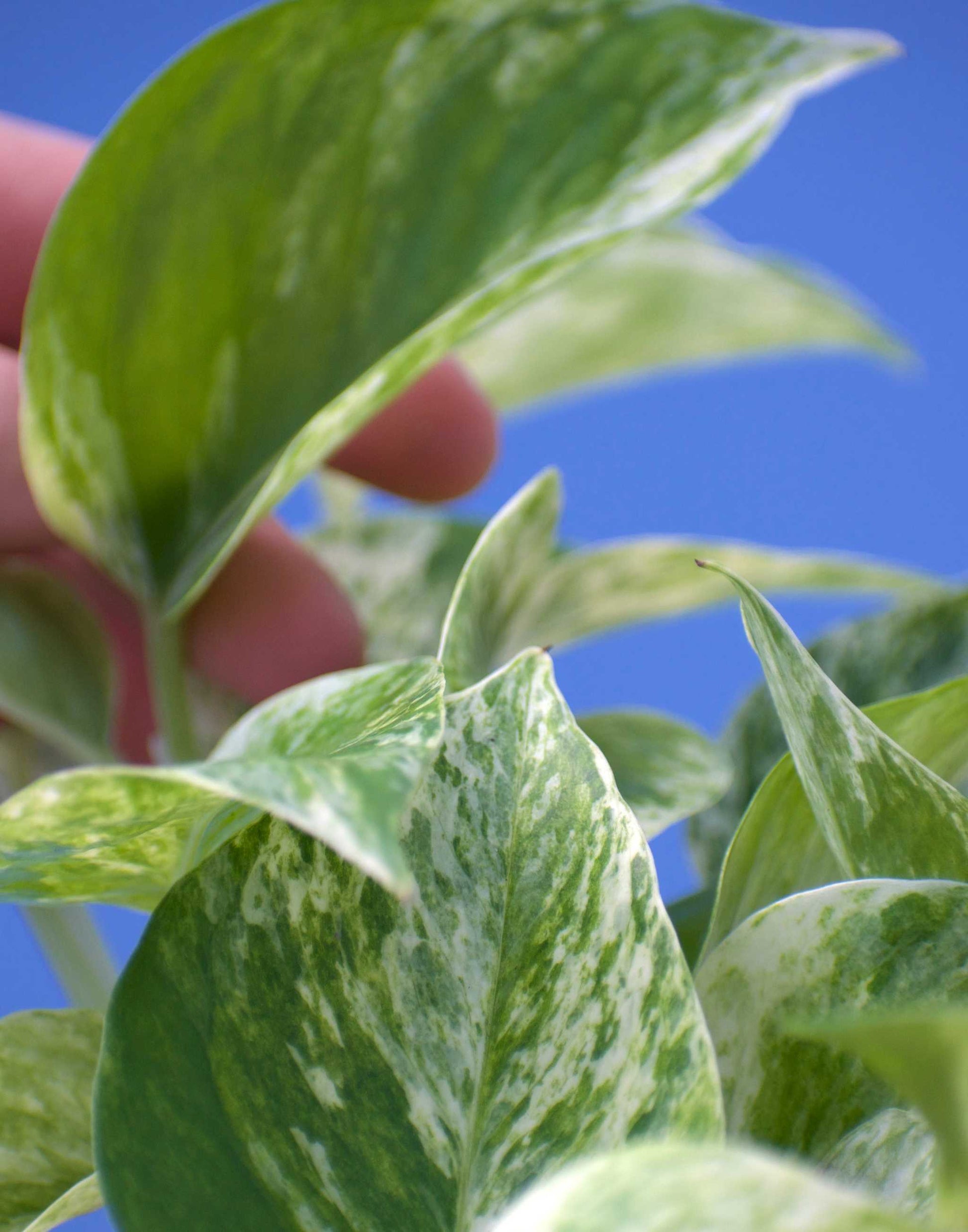 Epipremnum pinnatum 'Marble Queen'