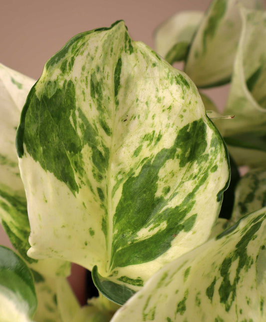 Epipremnum aureum 'Manjula'