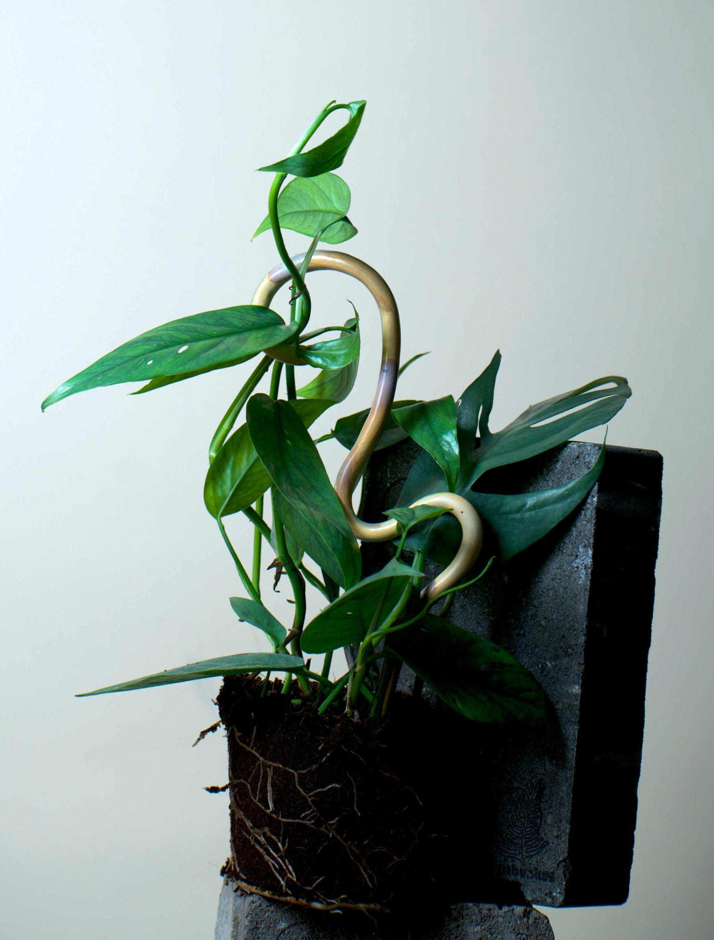 Epipremnum pinnatum 'cebu blue'