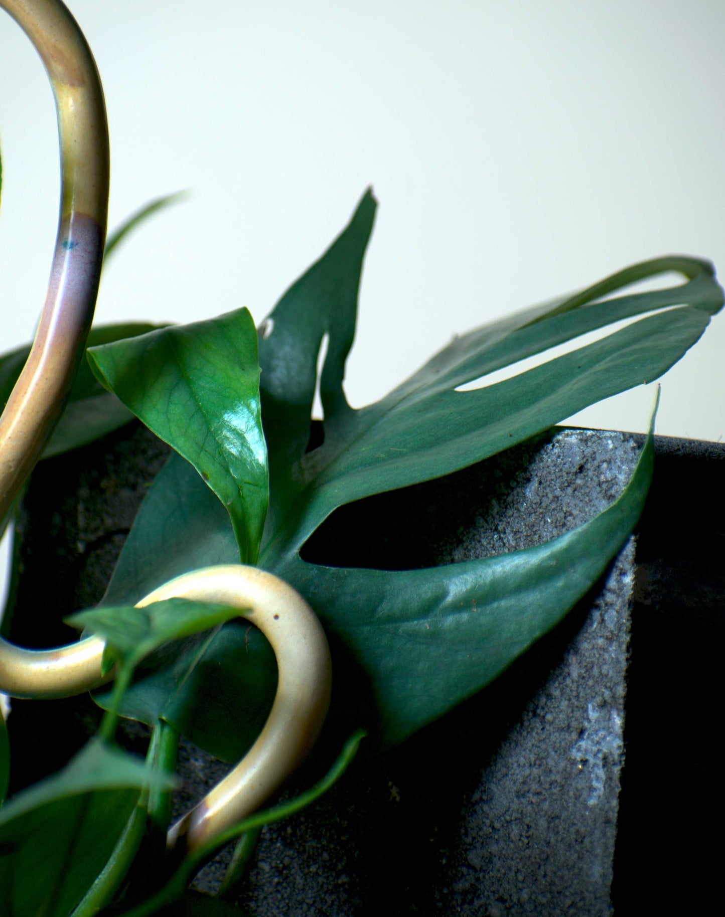 Epipremnum pinnatum 'cebu blue'