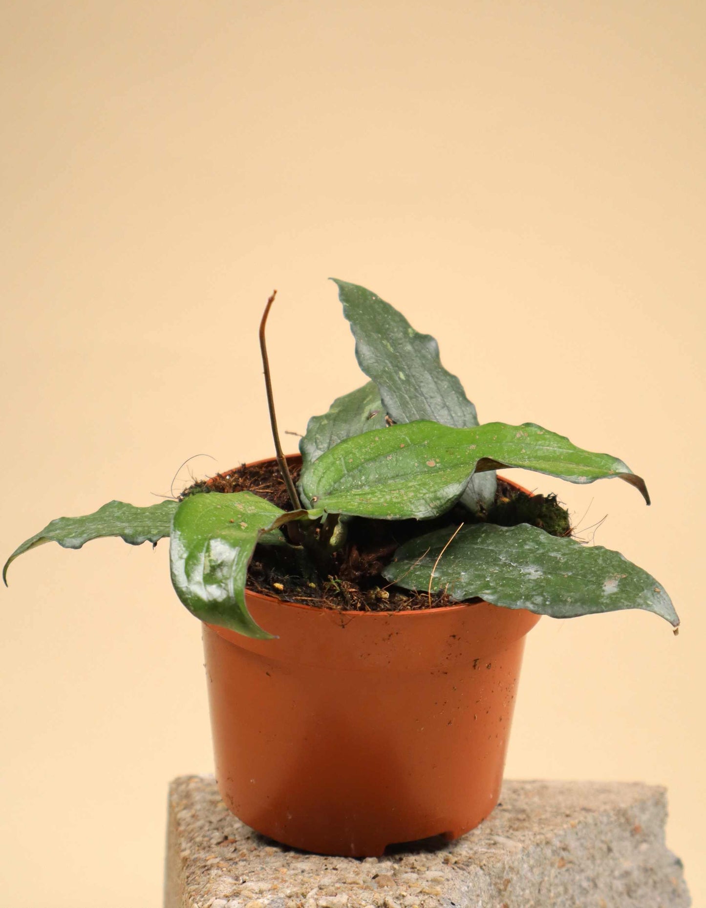 Hoya erythrina