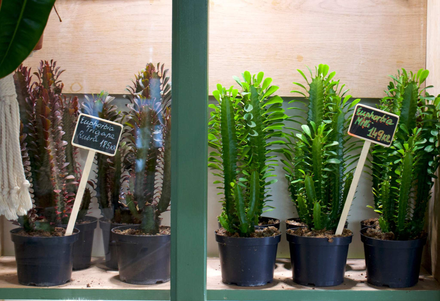 Euphorbia loricata
