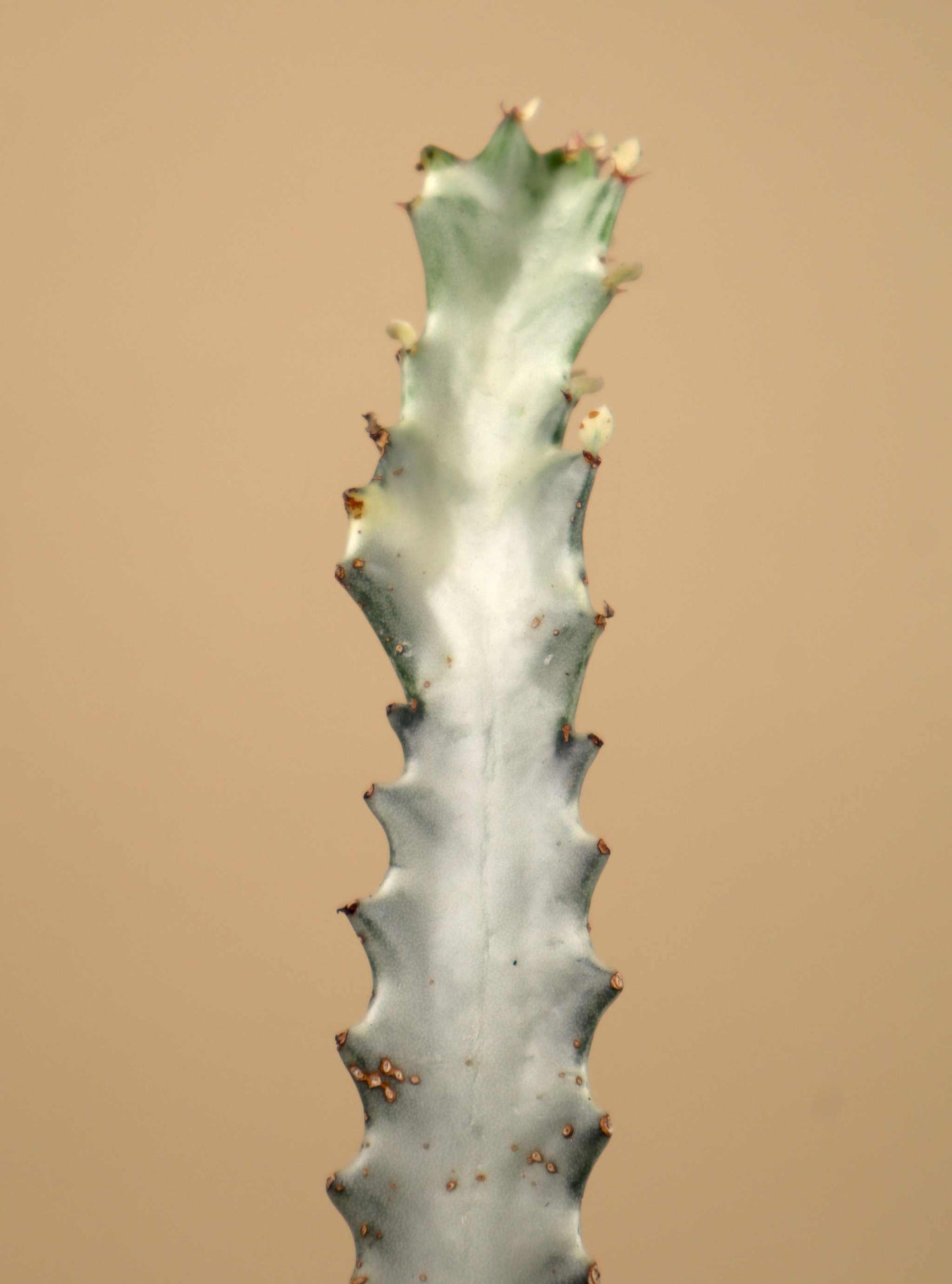 Euphorbia lactea 'White Ghost'