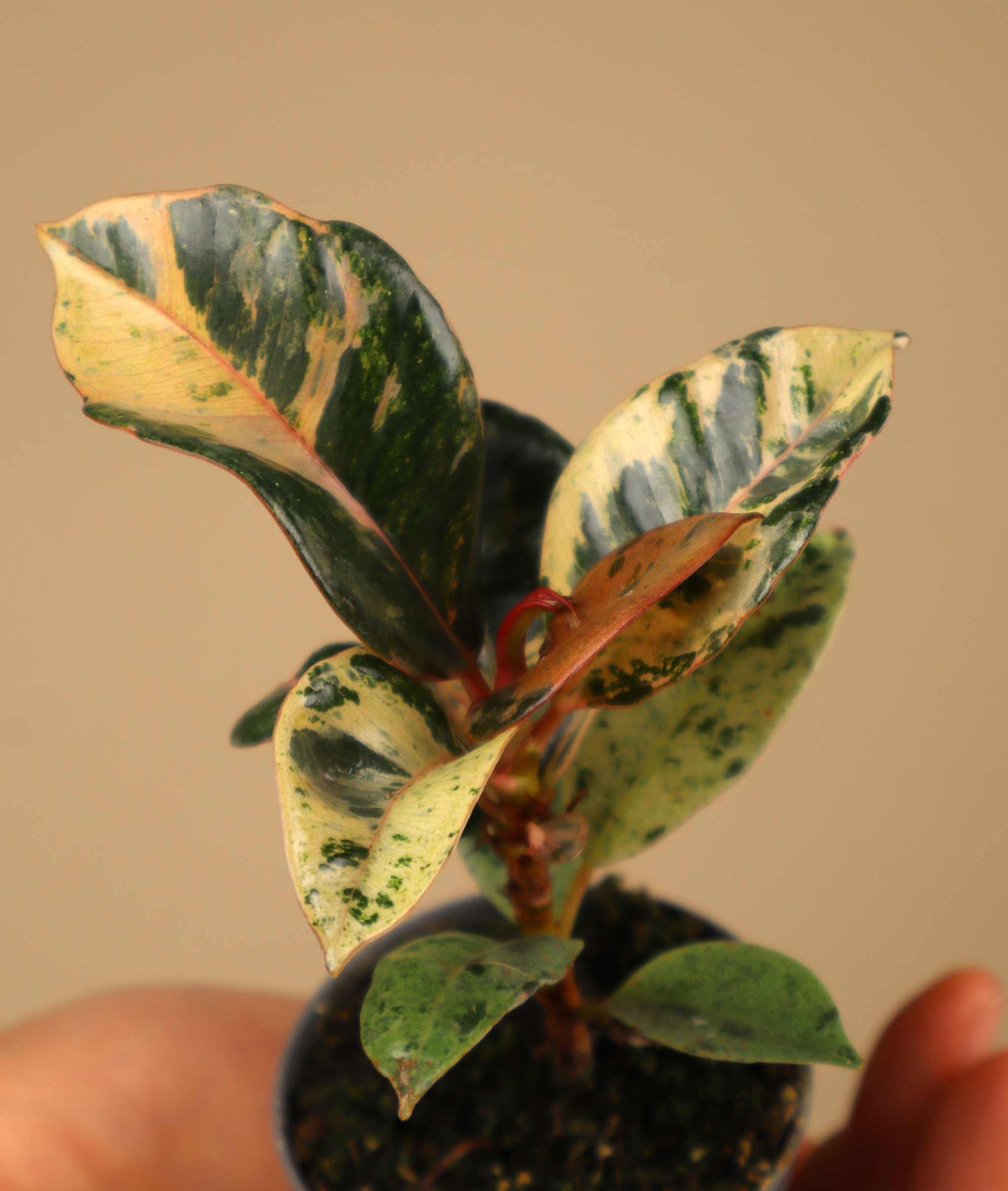 Gummibaum | Ficus elastica 'Schrijveriana'