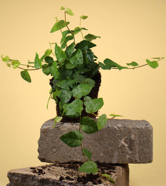 Ficus pumila 'klätterfikus'