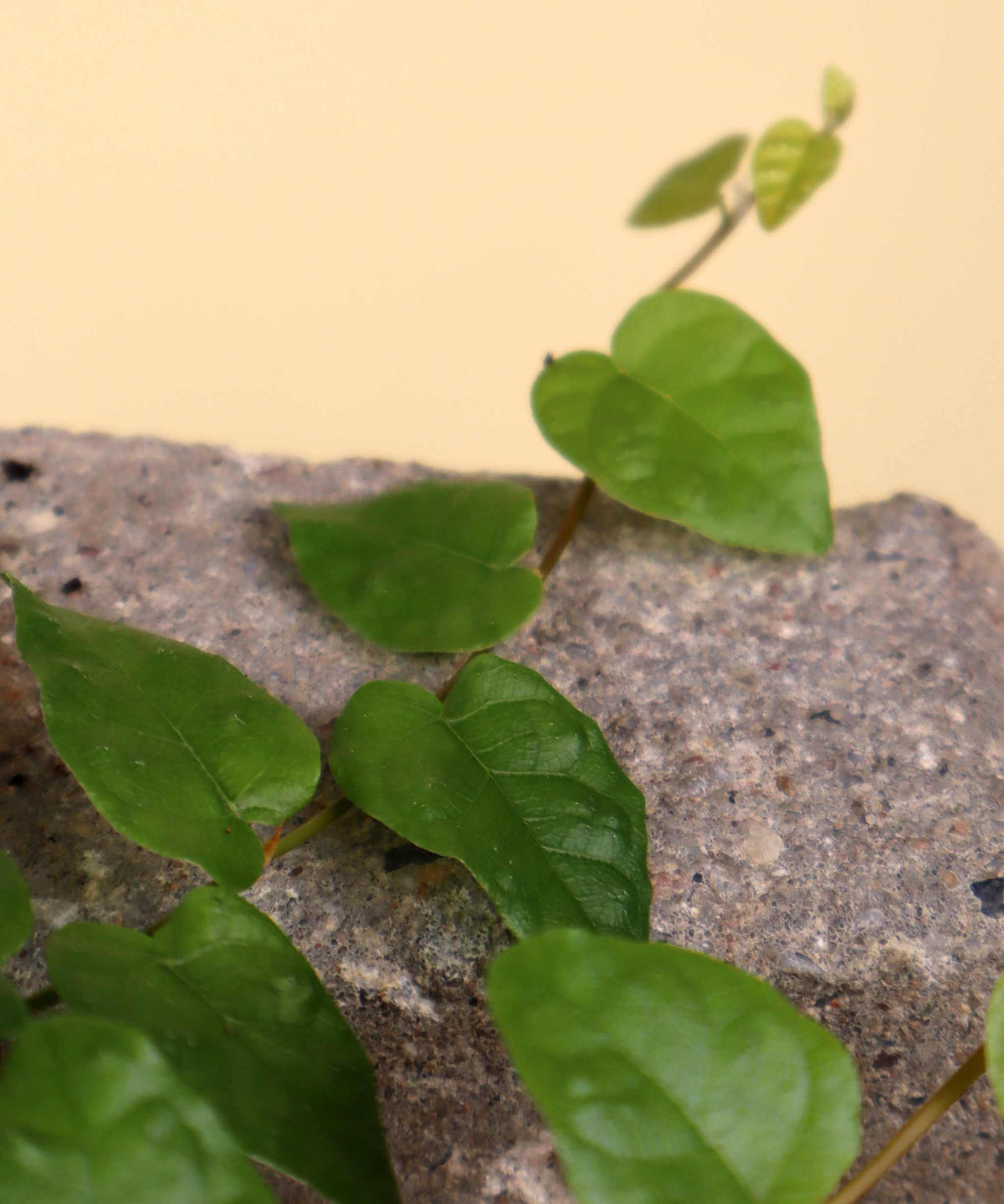 Ficus pumila 'klätterfikus'