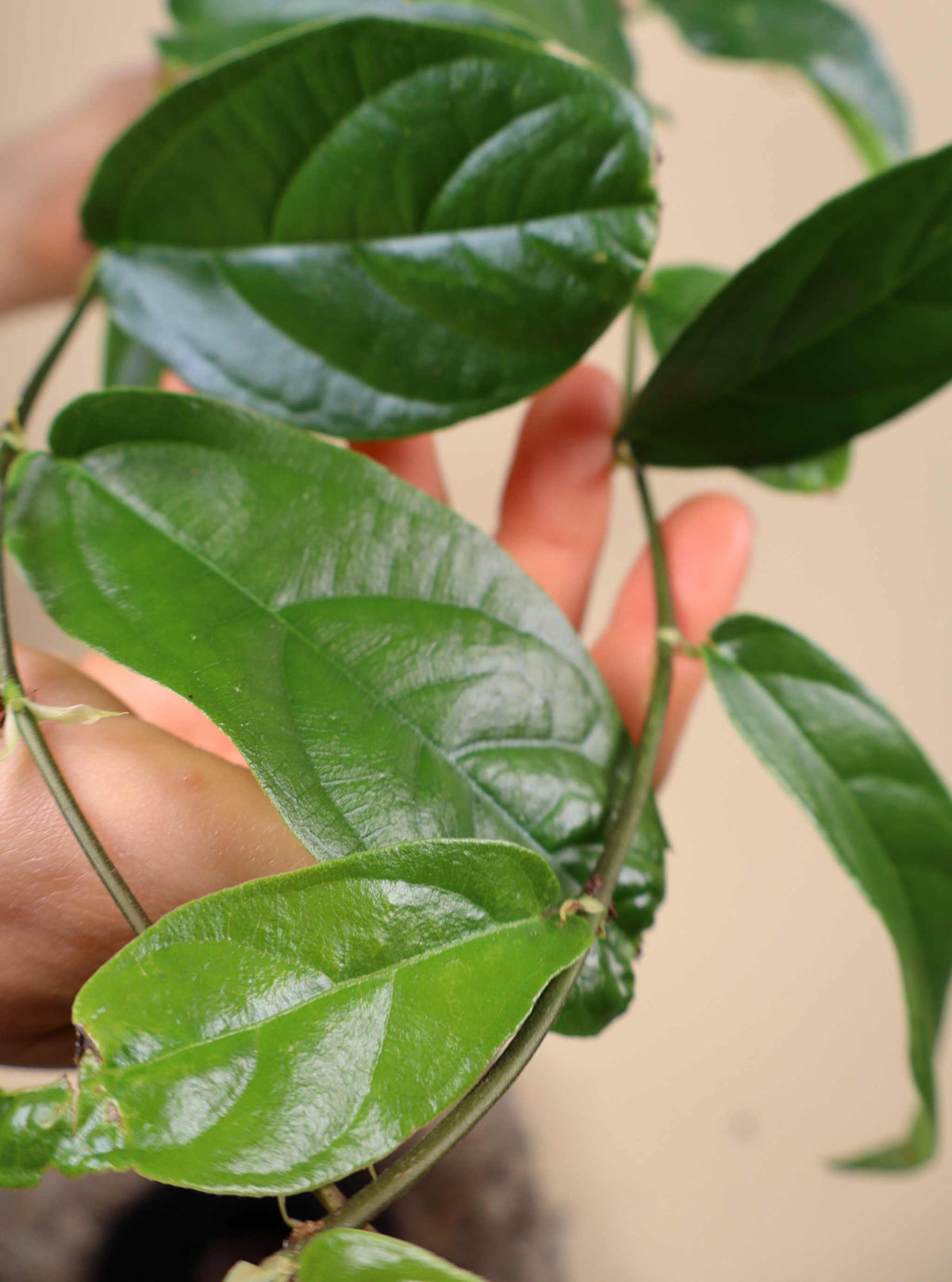 Ficus sagittata (radicans)