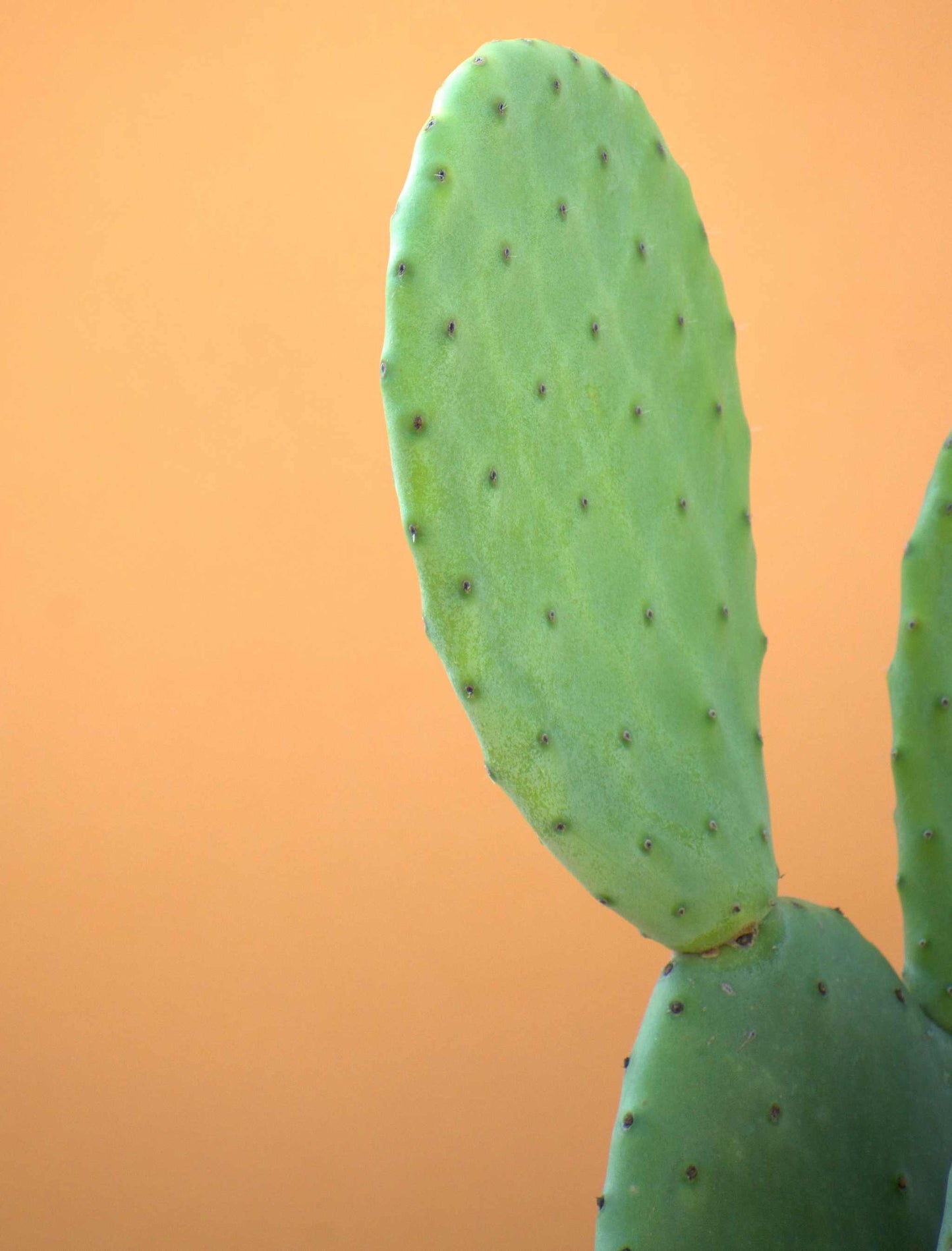 Fikonkaktus, Opuntia Ficus Indica (Ätbara frukter)