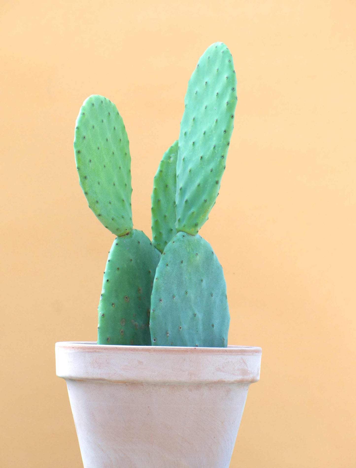 Fikonkaktus, Opuntia Ficus Indica (Ätbara frukter)