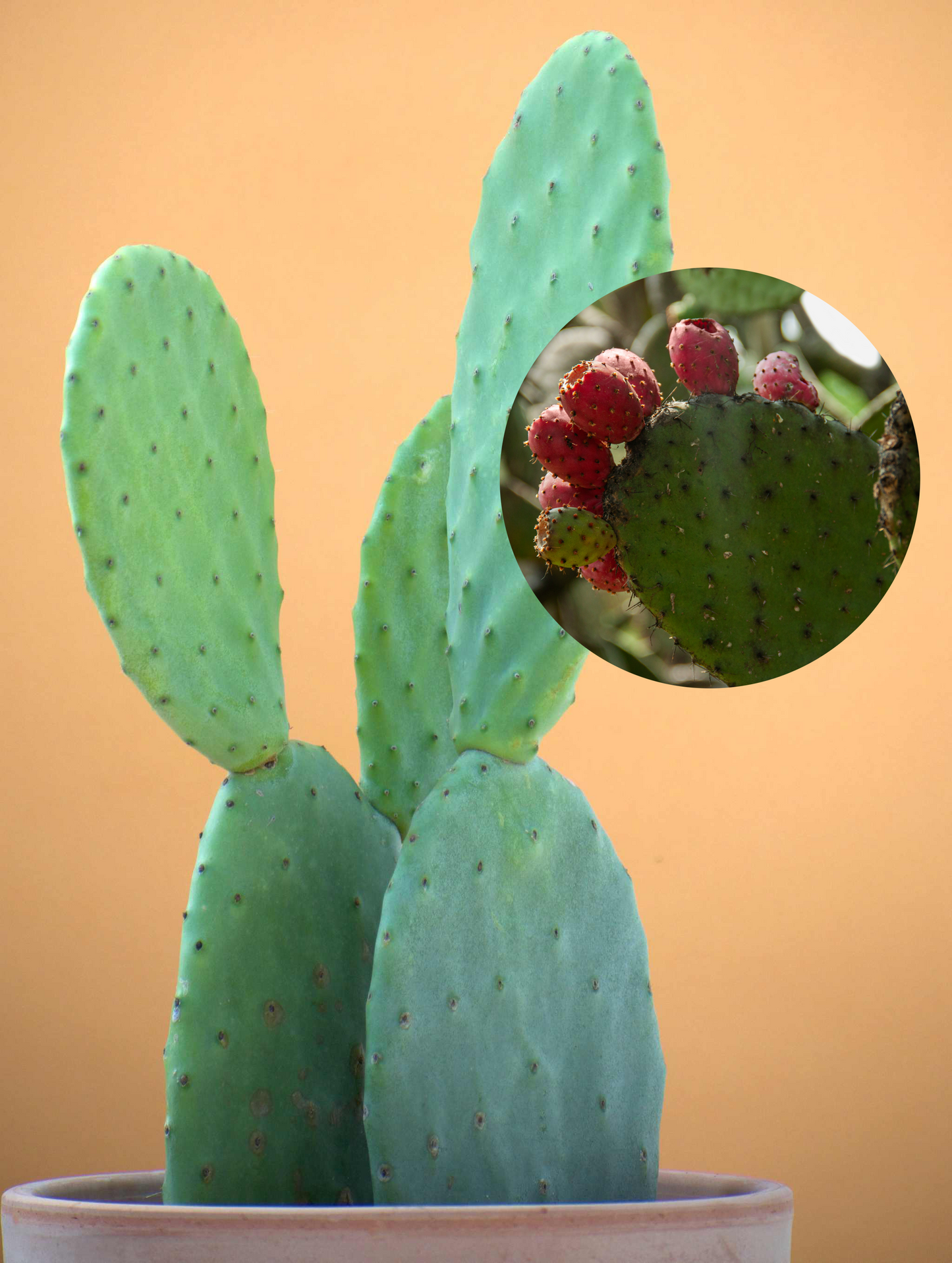 Fikonkaktus, Opuntia Ficus Indica (Ätbara frukter)