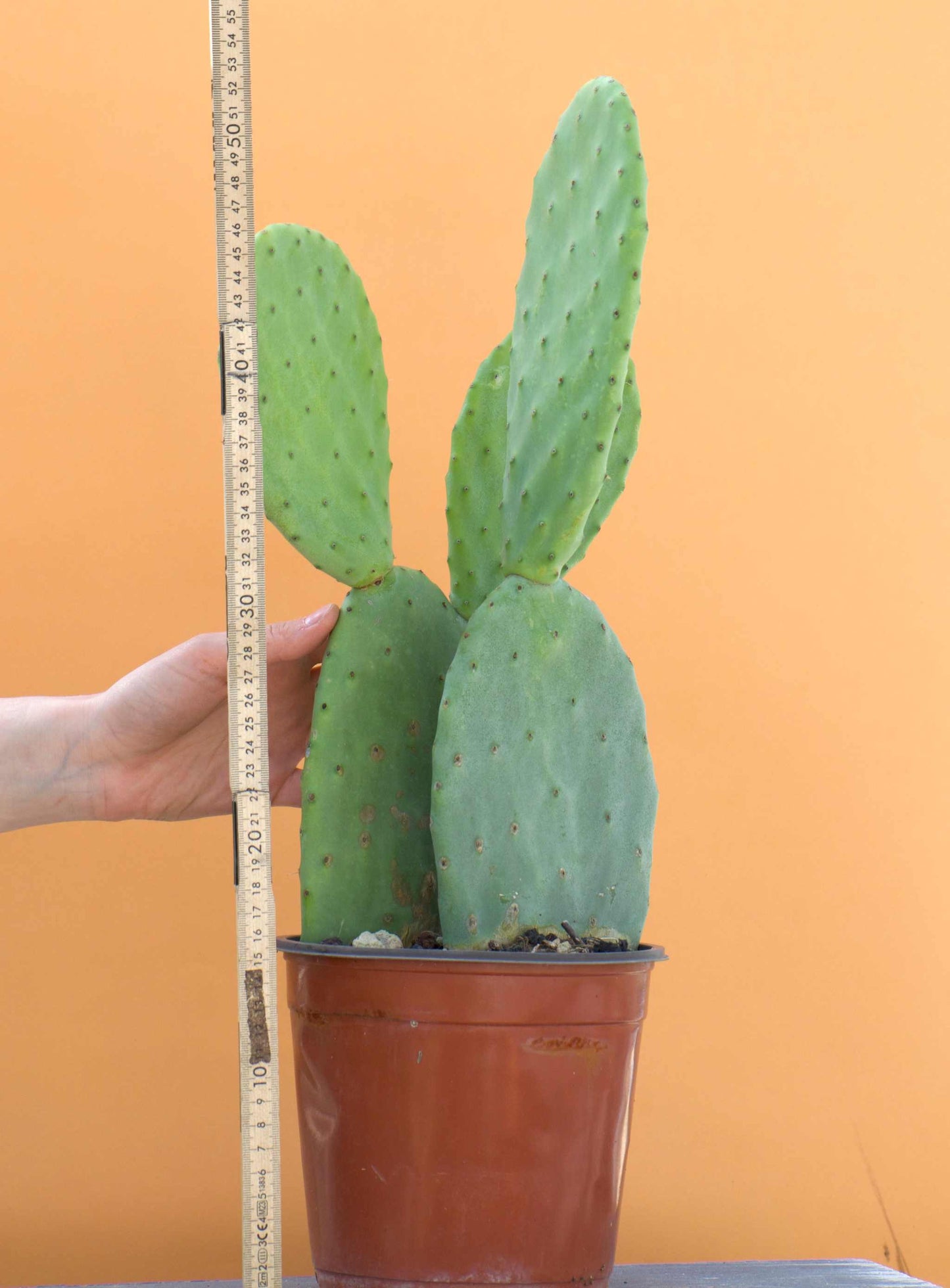 Fikonkaktus, Opuntia Ficus Indica (Ätbara frukter)