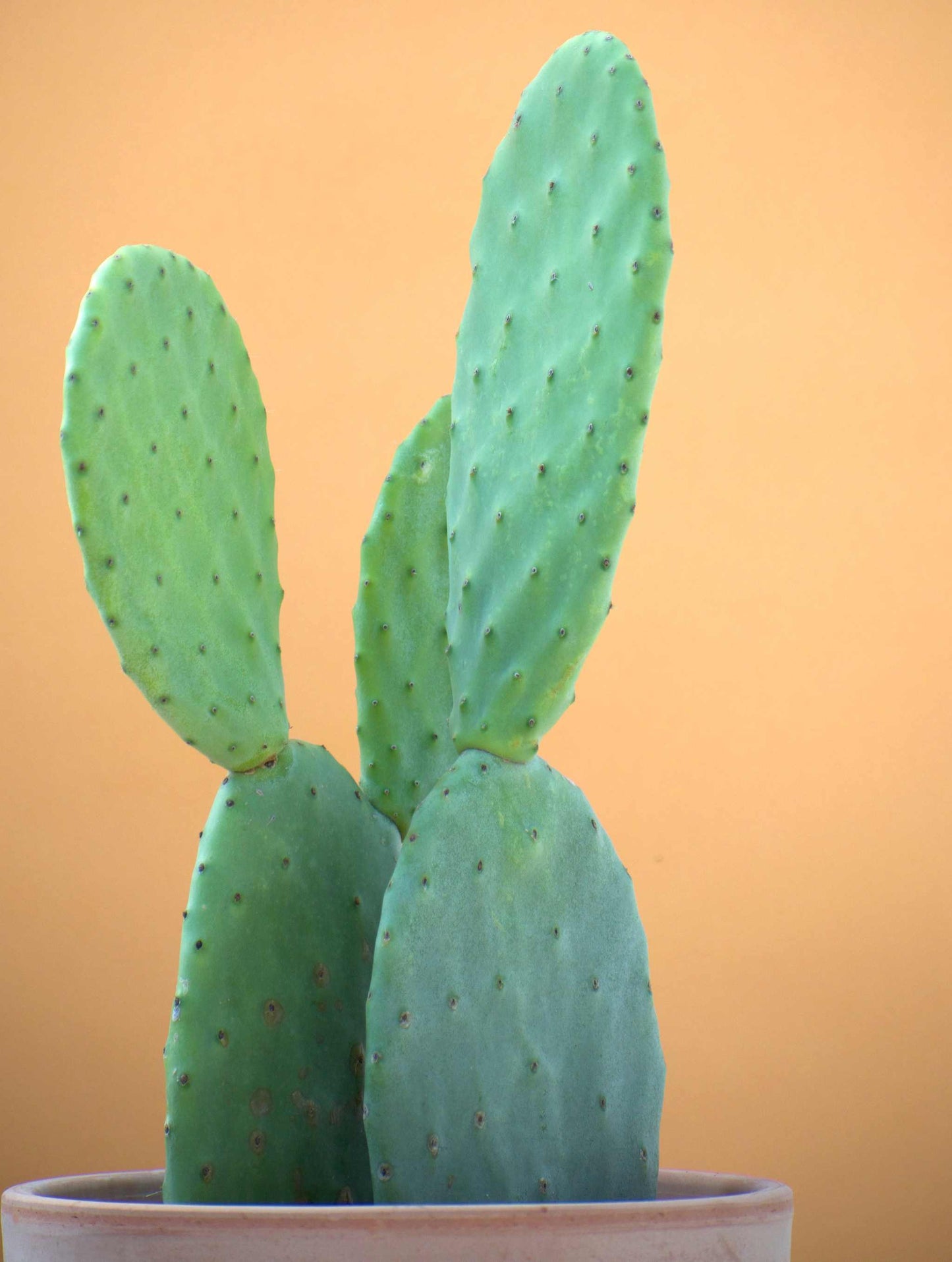 Fikonkaktus, Opuntia Ficus Indica (Ätbara frukter)