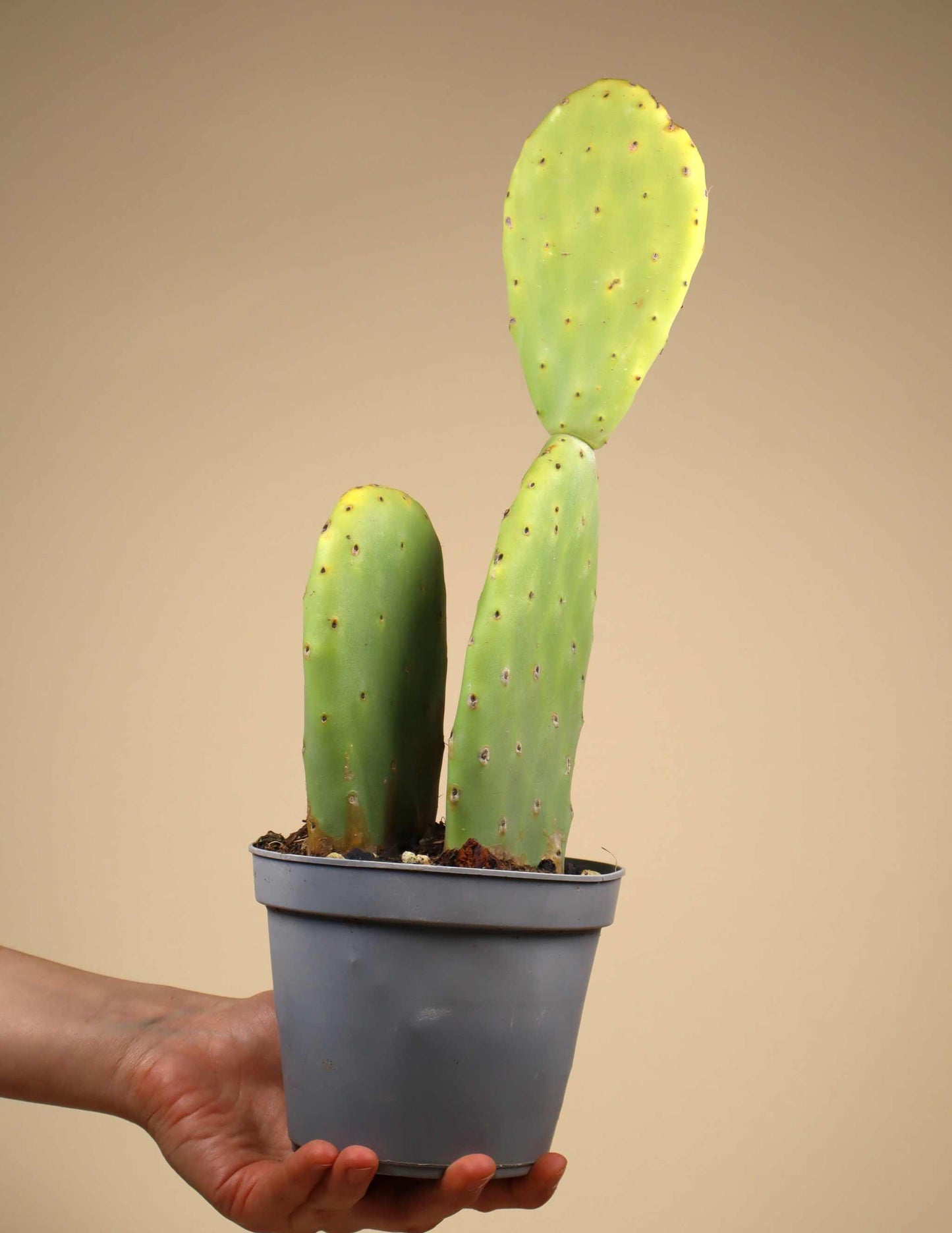 Fikonkaktus, Opuntia Ficus Indica (Ätbara frukter)