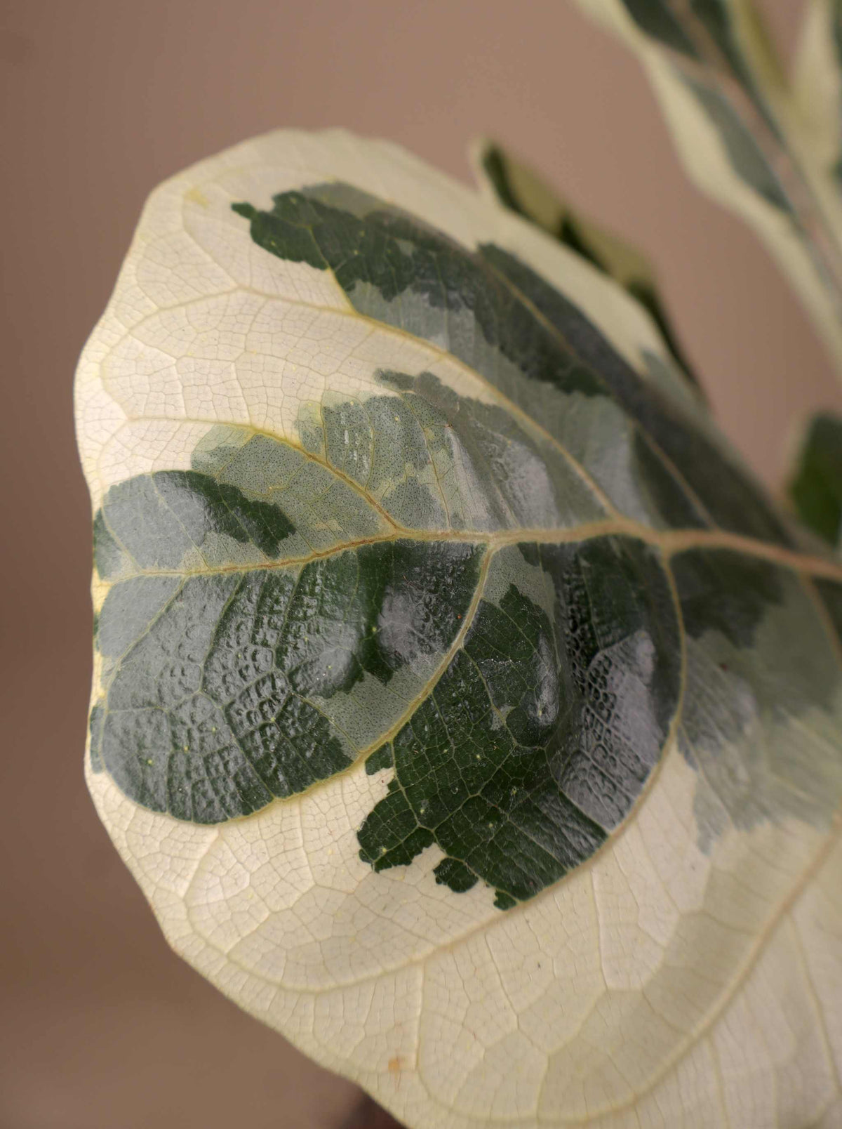 Ficus Lyrata Variegata | Variegerad Fiolfikus