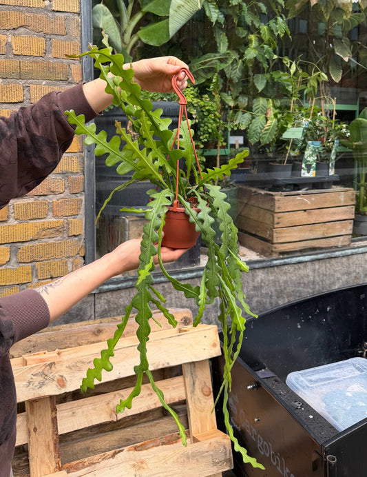 Epiphyllum anguliger | Flikig bladkaktus