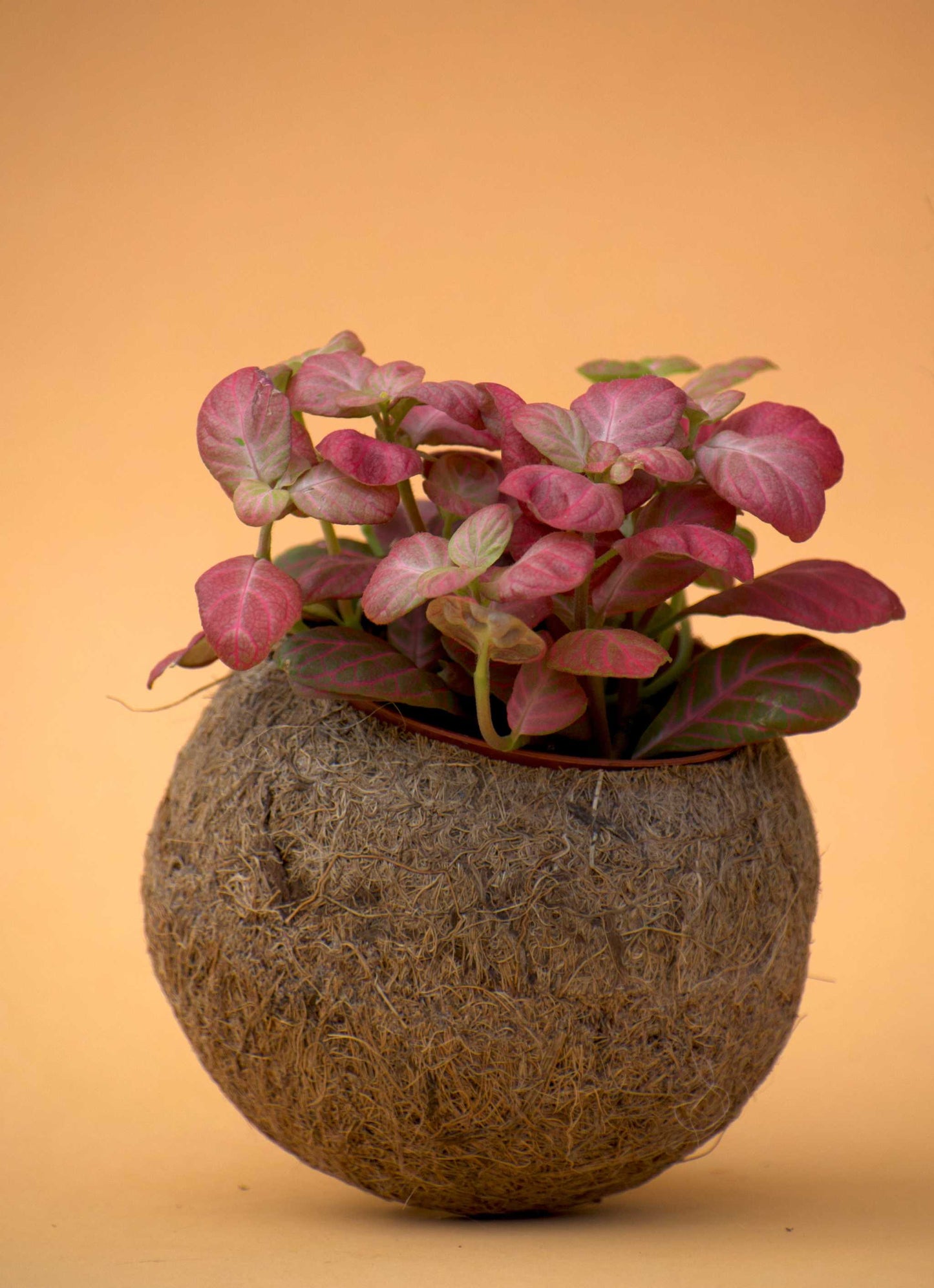 Ampelkruka 'kokedama'