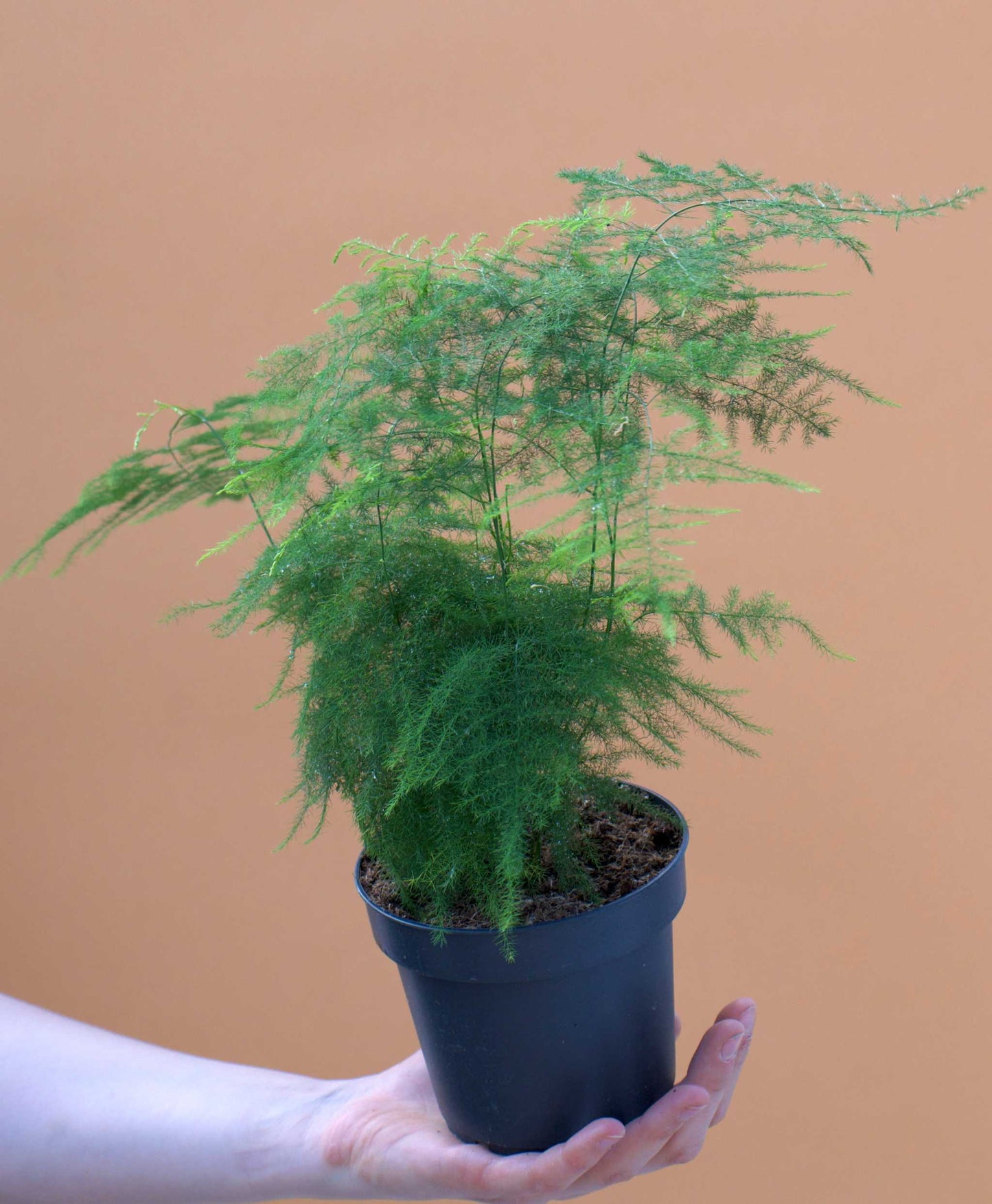 Fjädersparris 'Asparagus setaceus'