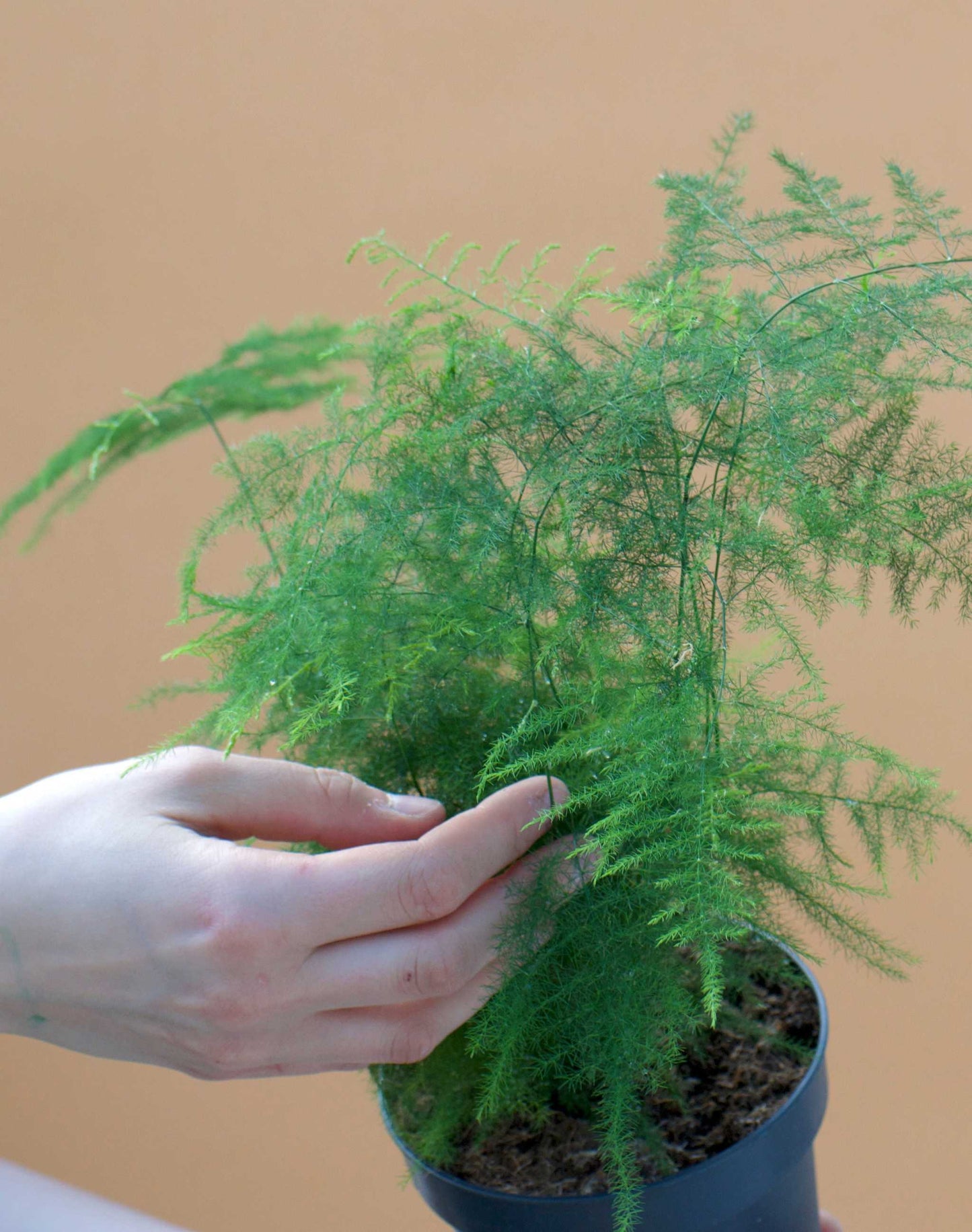 Fjädersparris 'Asparagus setaceus'