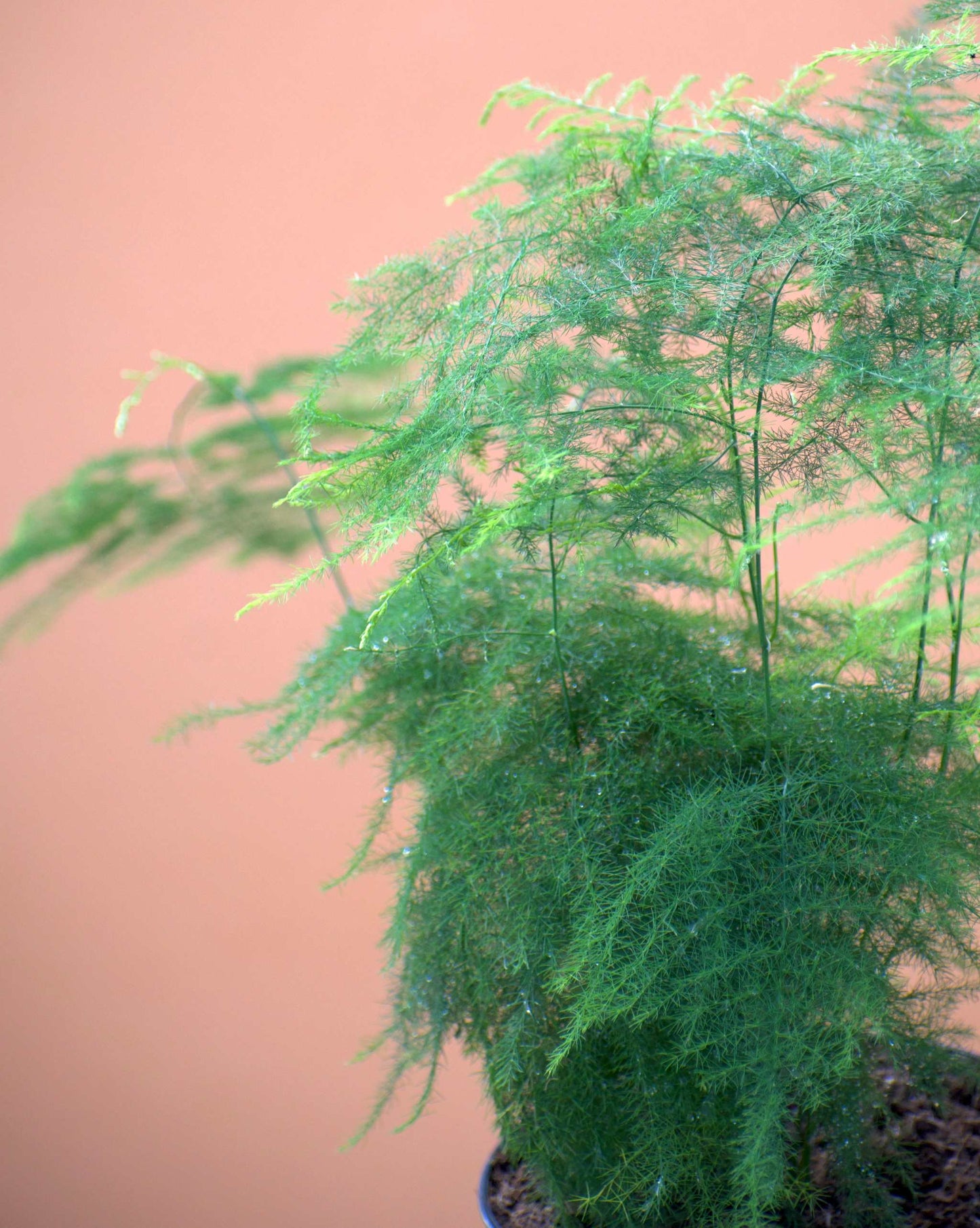 Fjädersparris 'Asparagus setaceus'